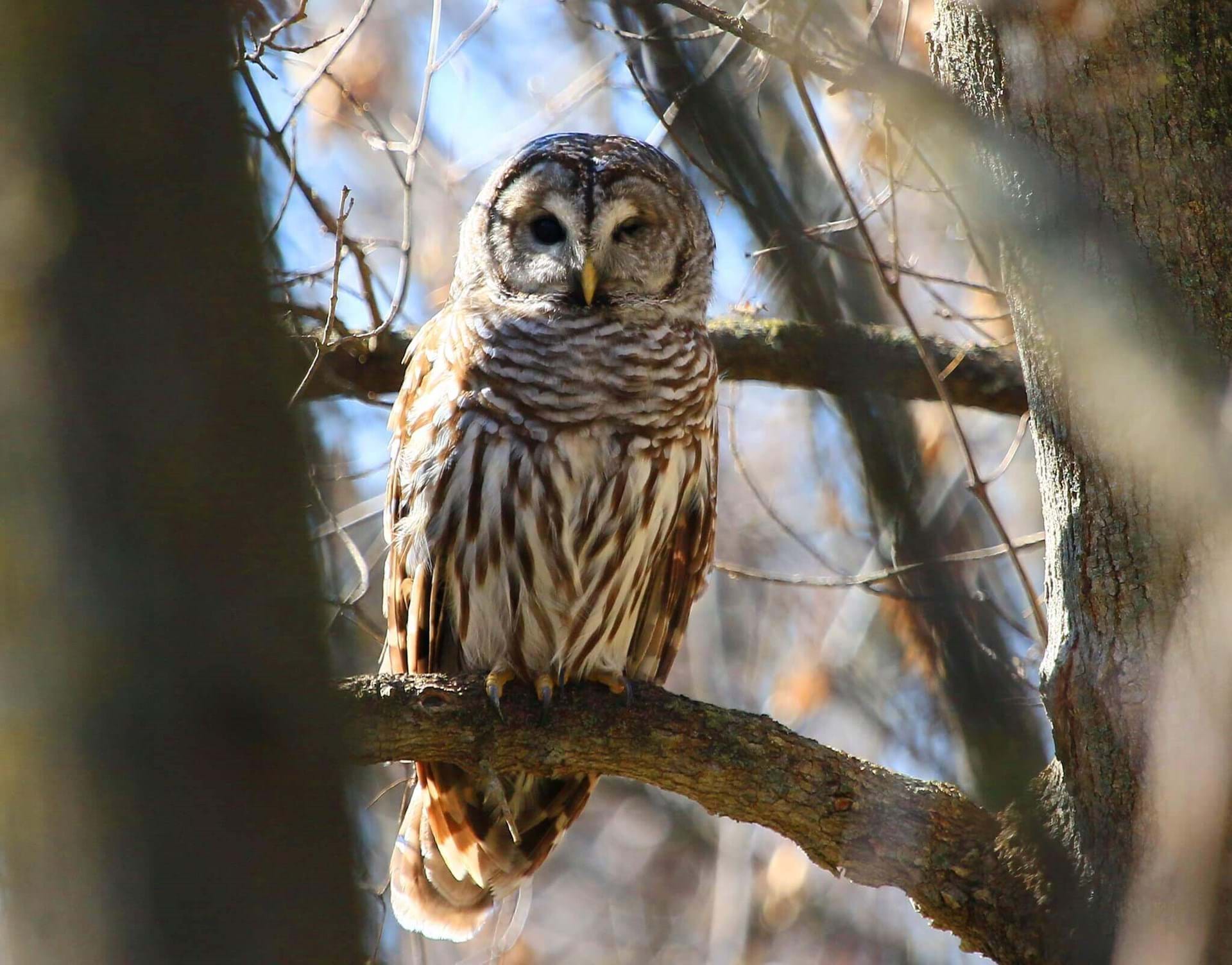 An owl looking at the camera through some foliage