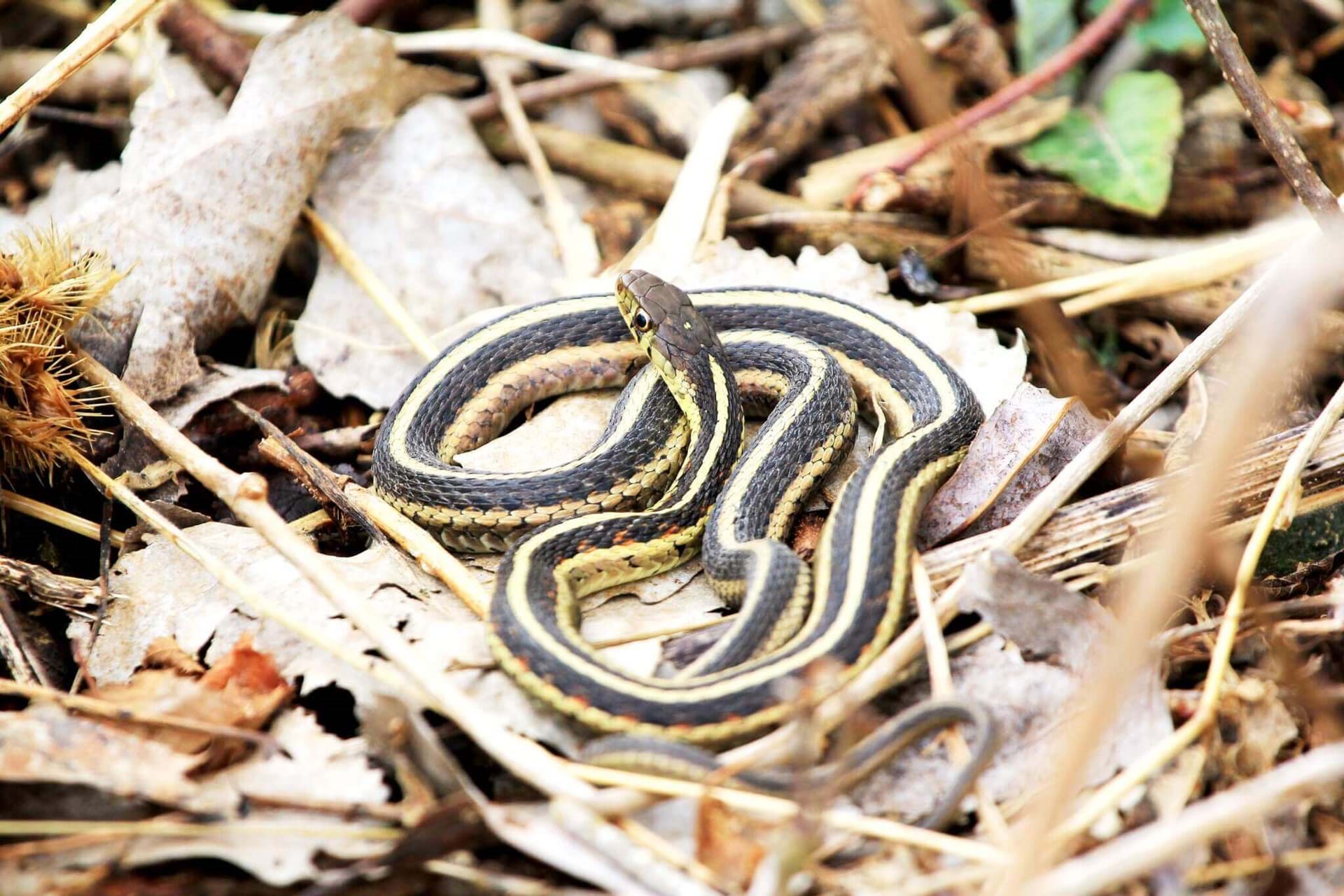 A snake laying on top of some leaves