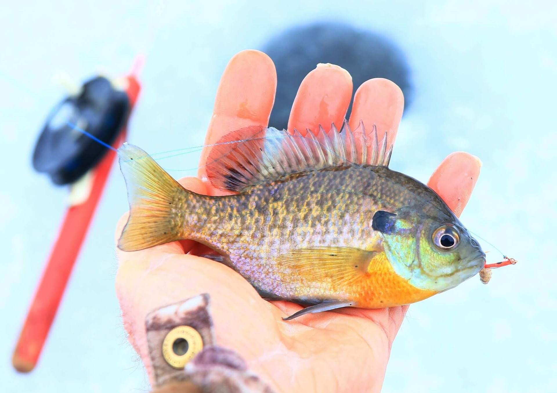 A bluegill is held after being caught during ice fishing