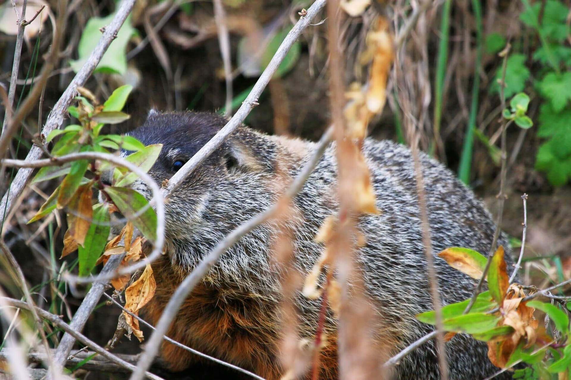 A rodent hiding behind foliage
