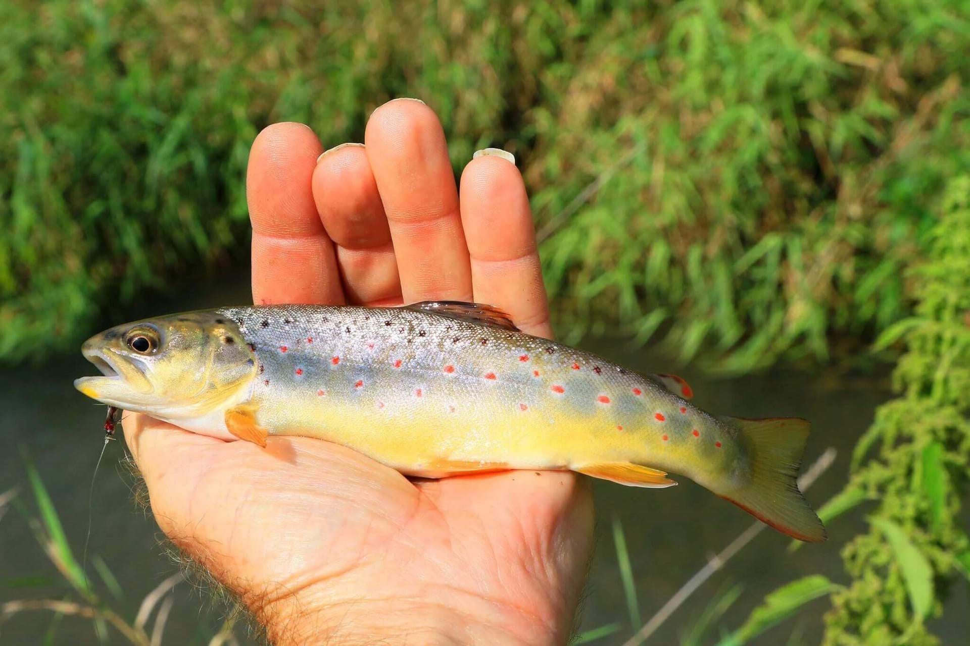 A trout held after being caught