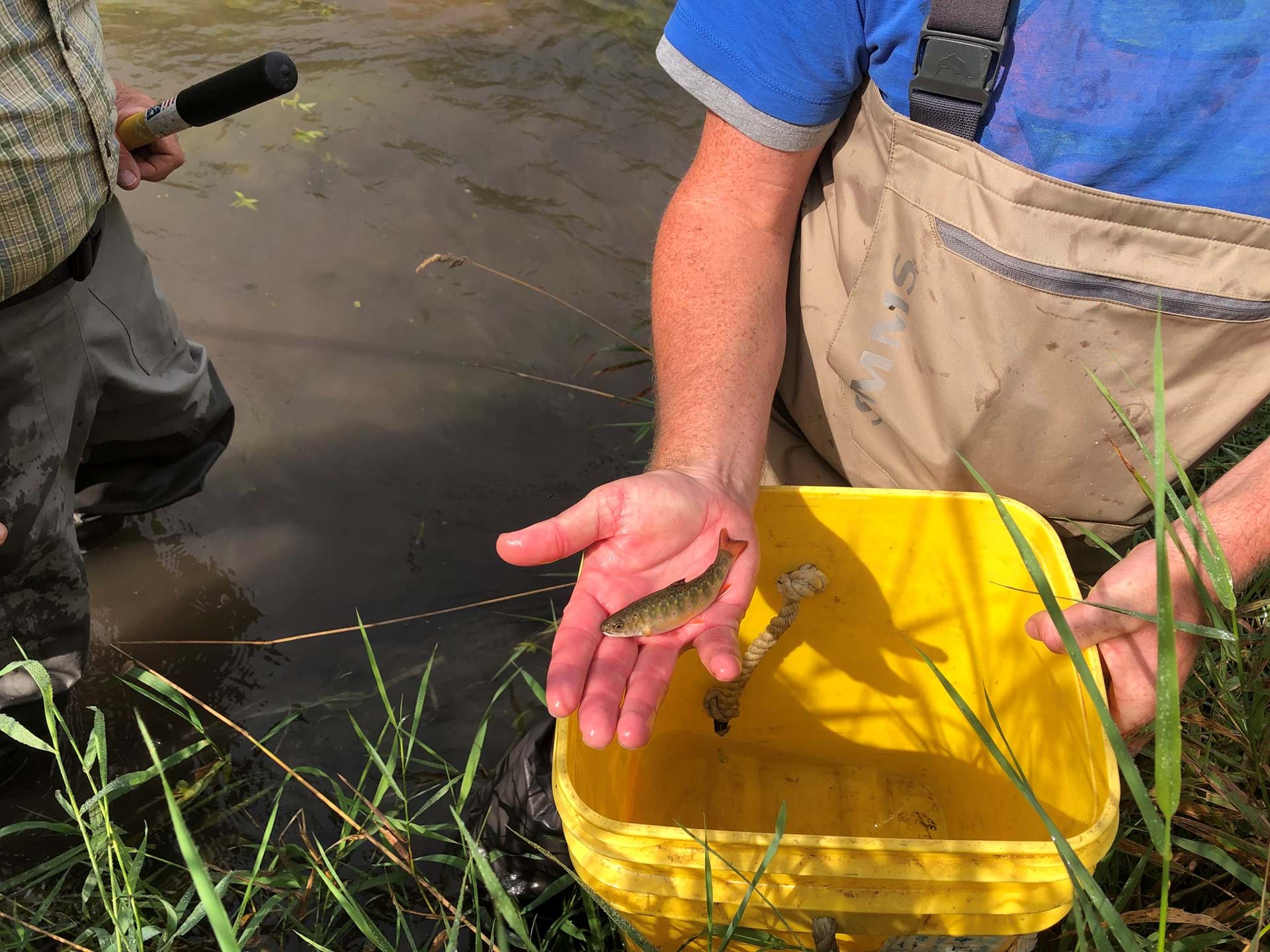 A tiny trout held over a bucket 
