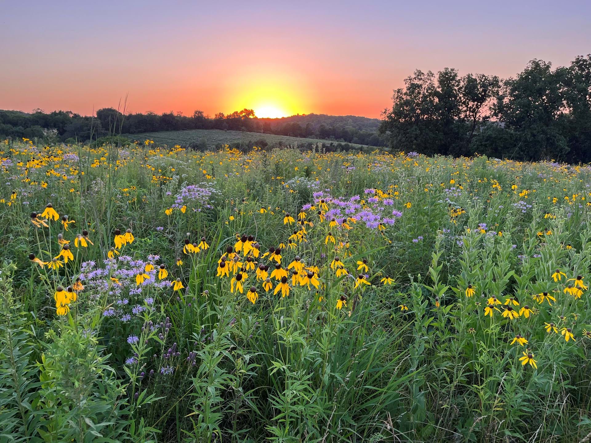 We are committed to reconstructing native prairie and have 11 acres in bloom every summer.