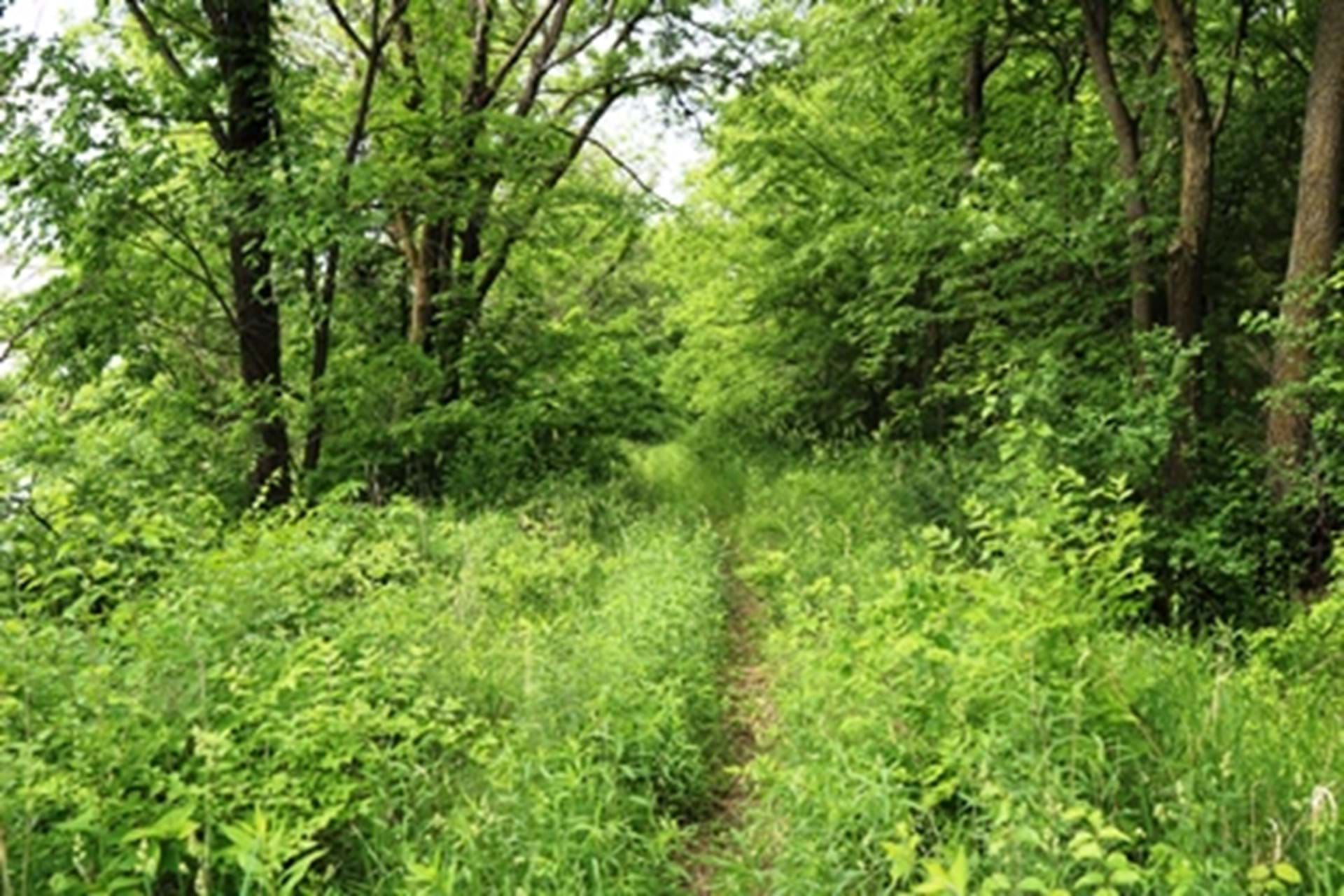 Trail