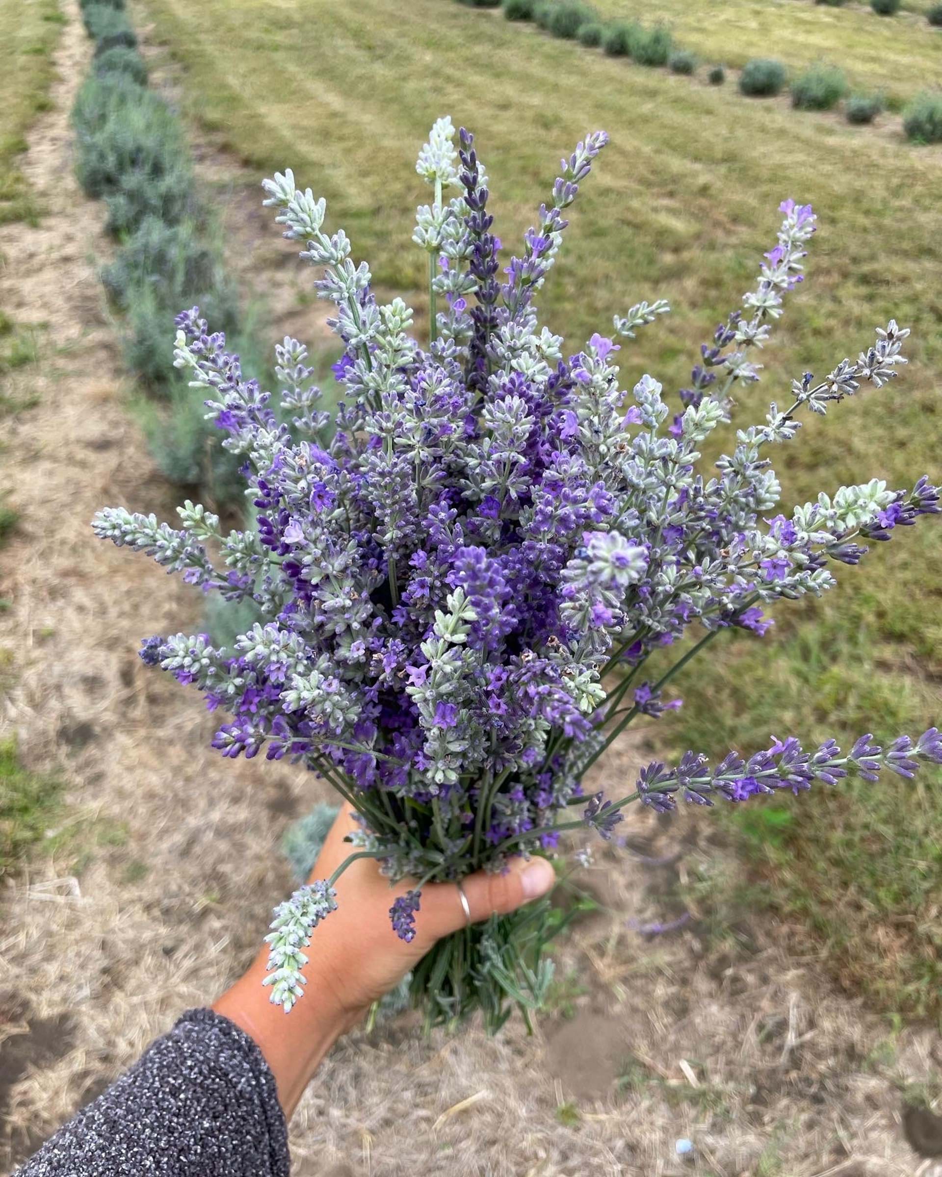 Many different varieties of lavender create beautiful bouquets