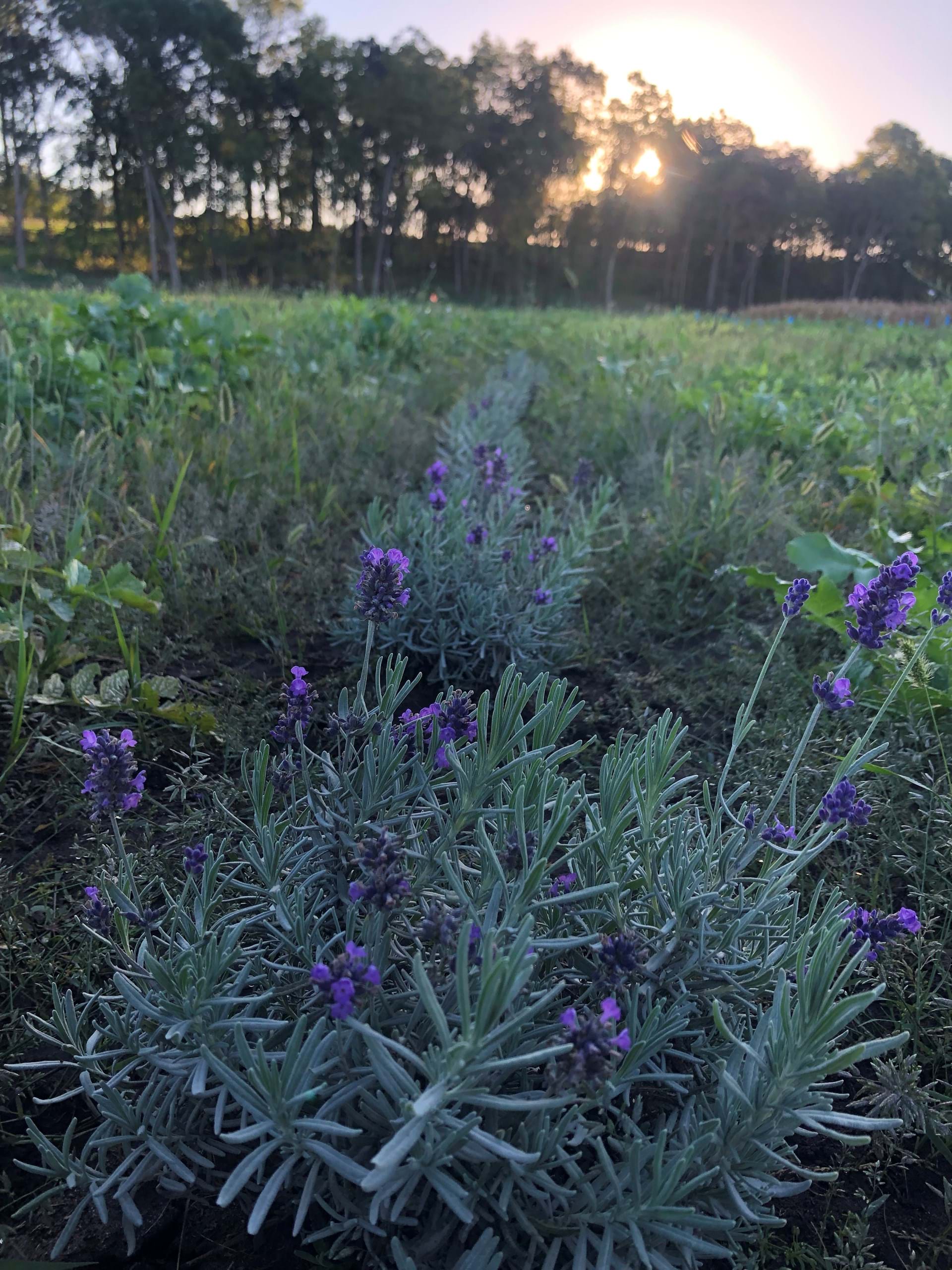 We have 10 rows of lavender for U-Pick