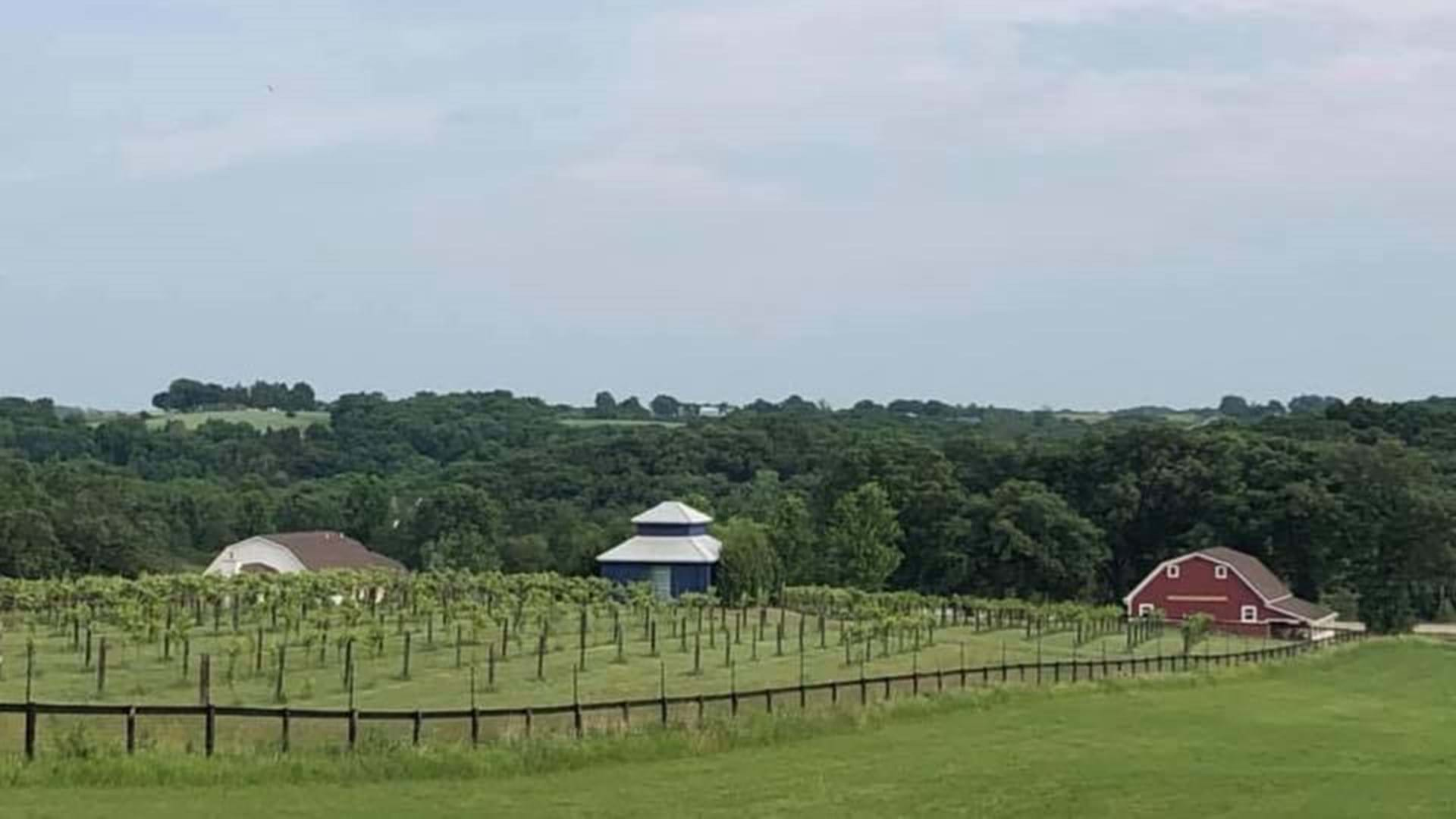 Twin Vines Landscape Photo