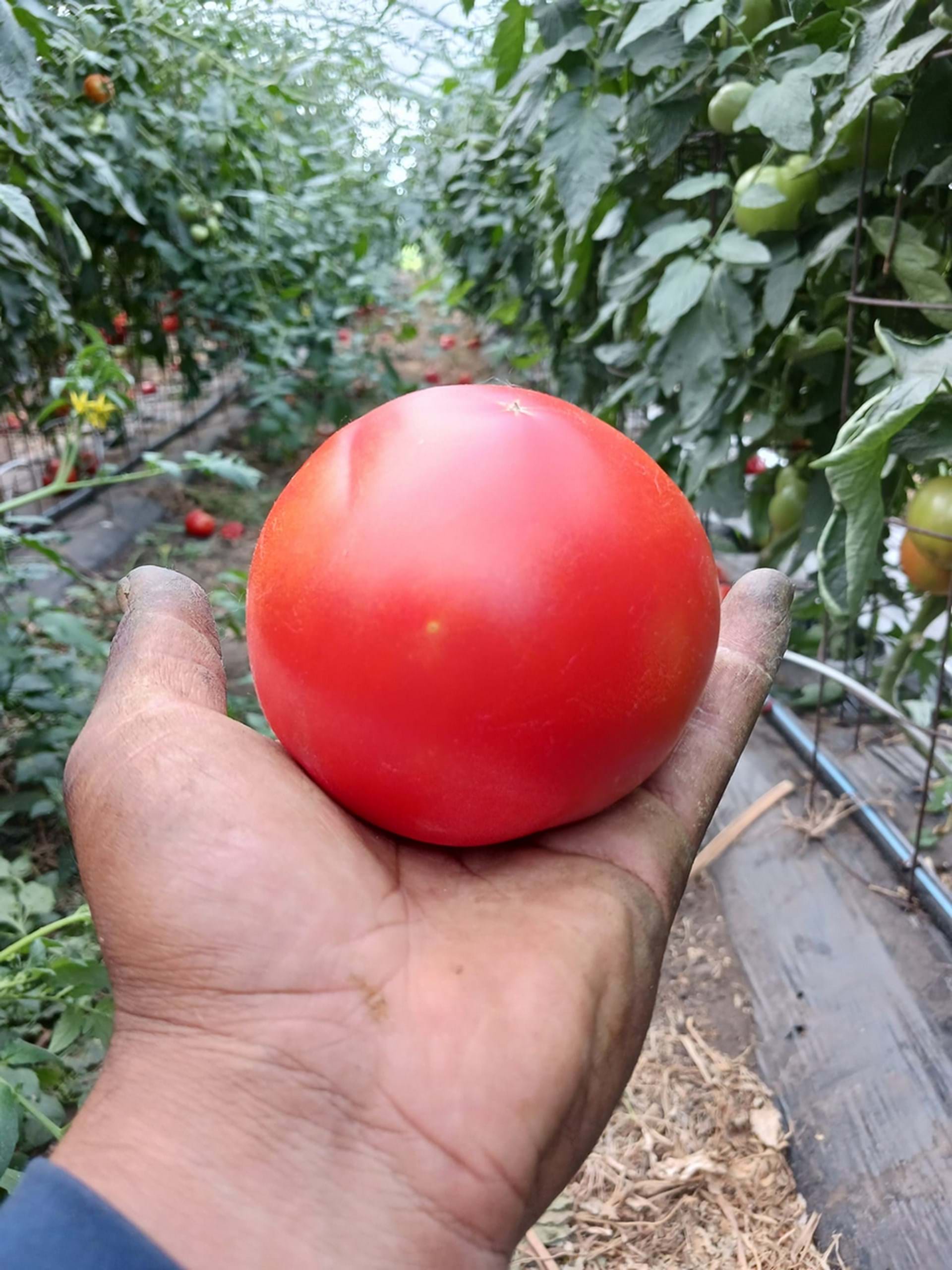 Picked tomato in the field