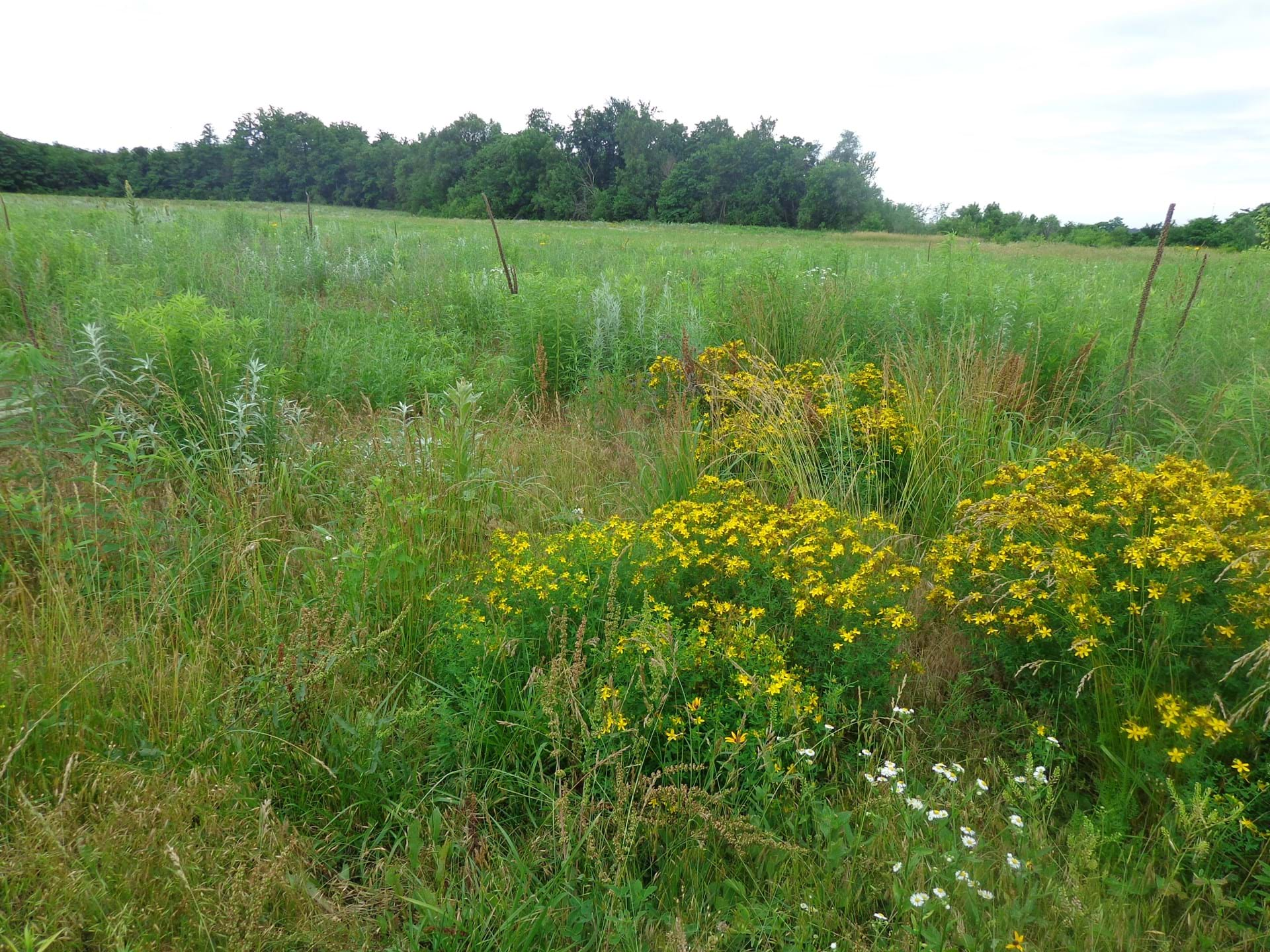 Eddyville Sand Dunes Prairie