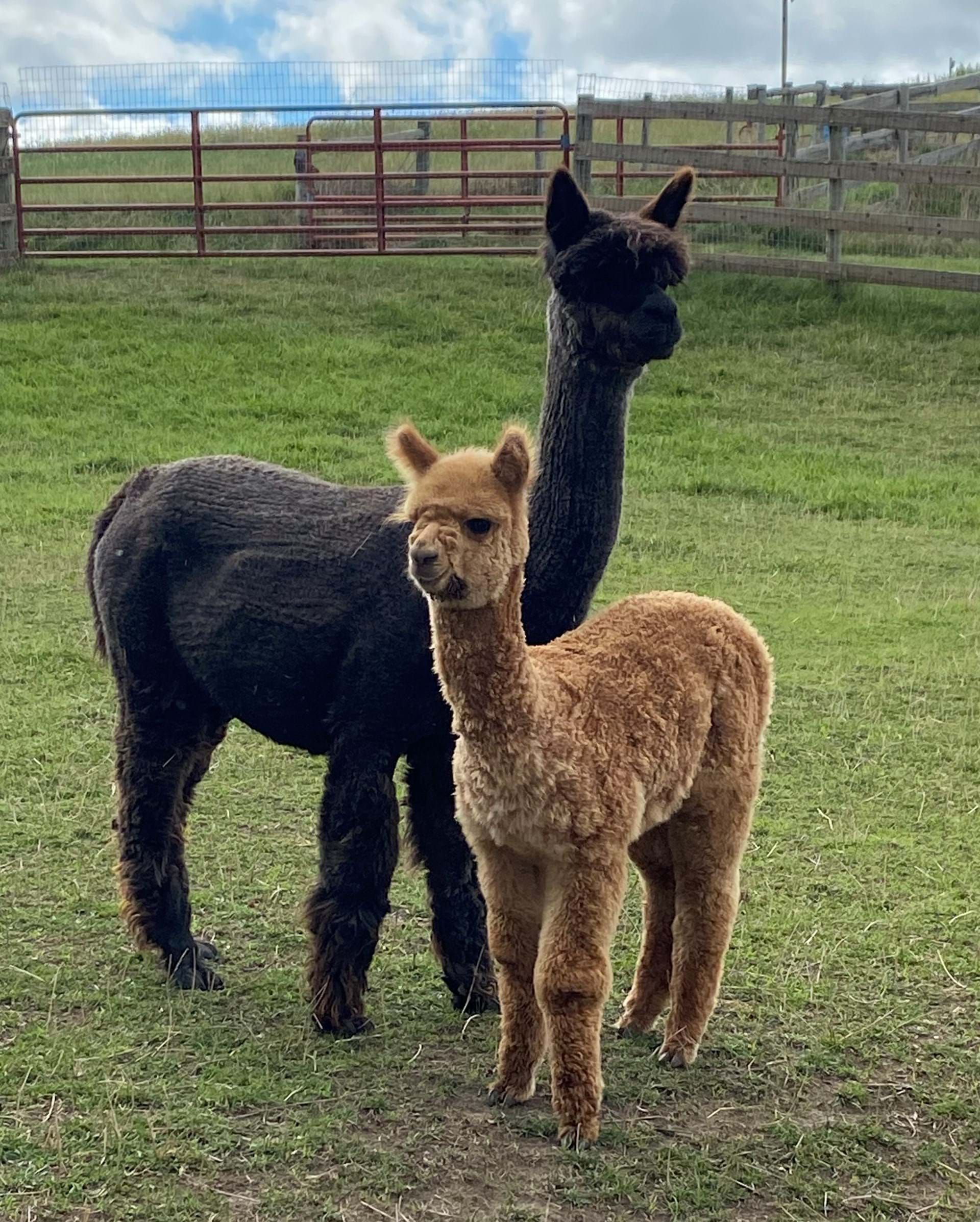 Alpacas