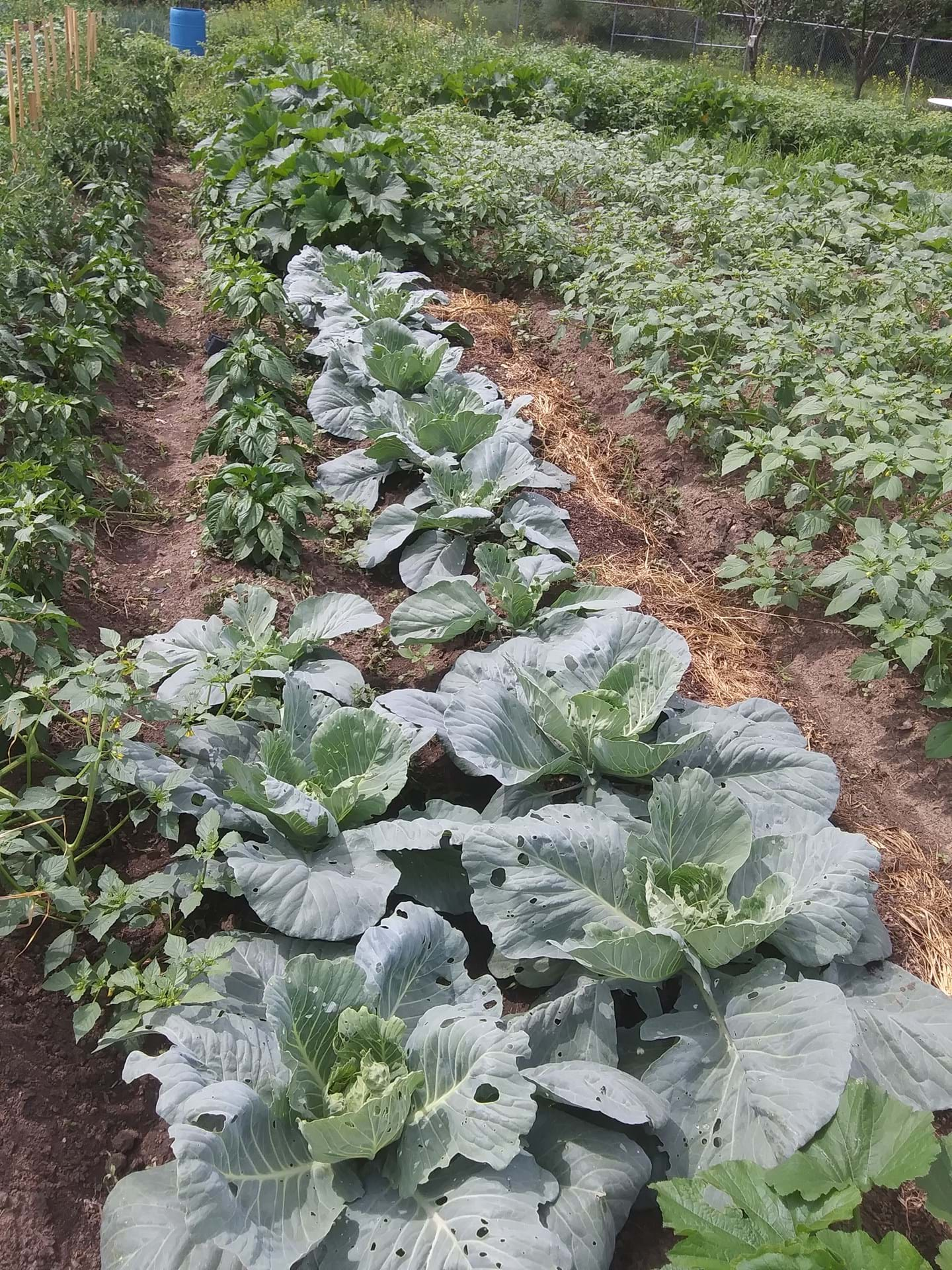 Cabbage and tomatillos