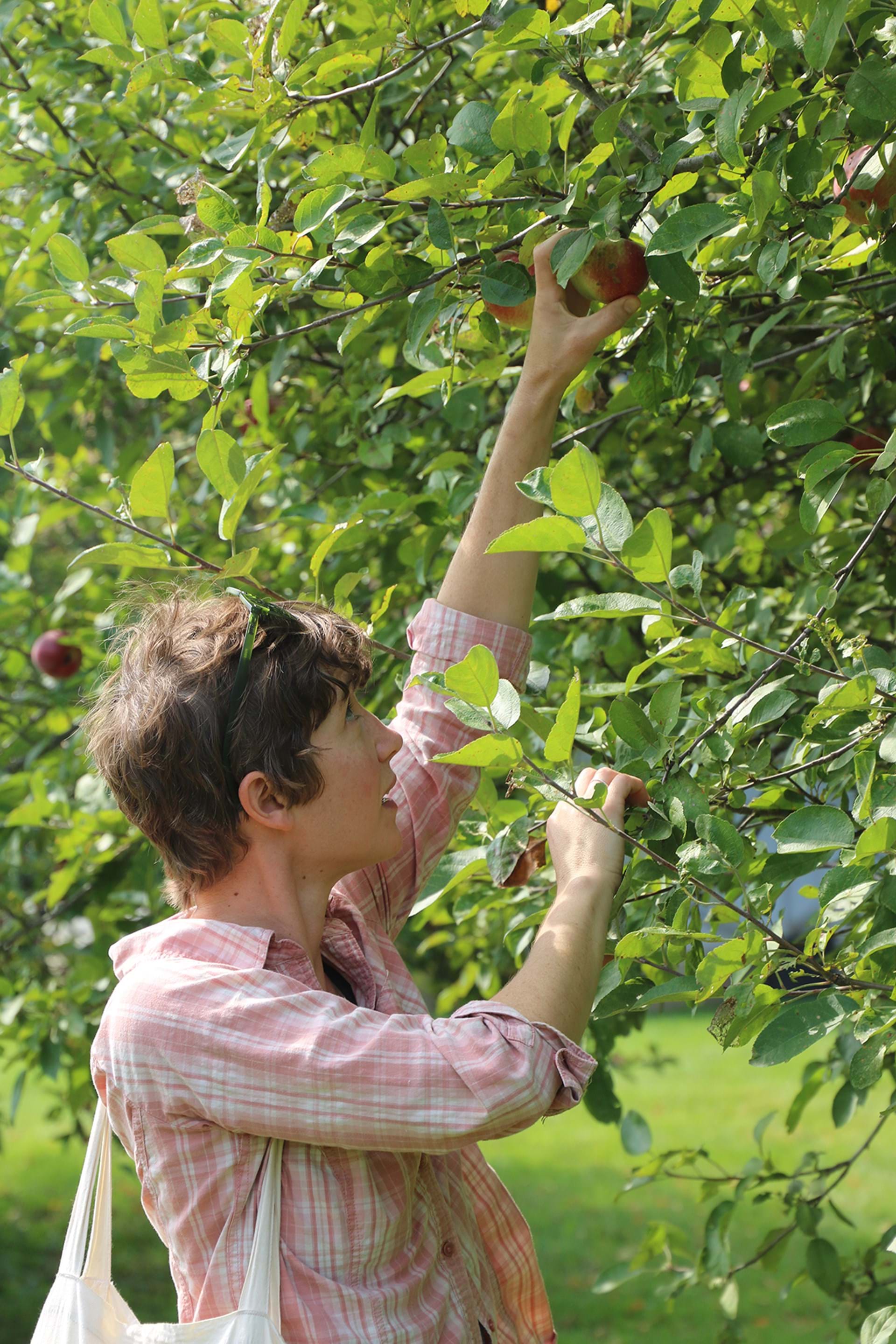 Apple Orchards