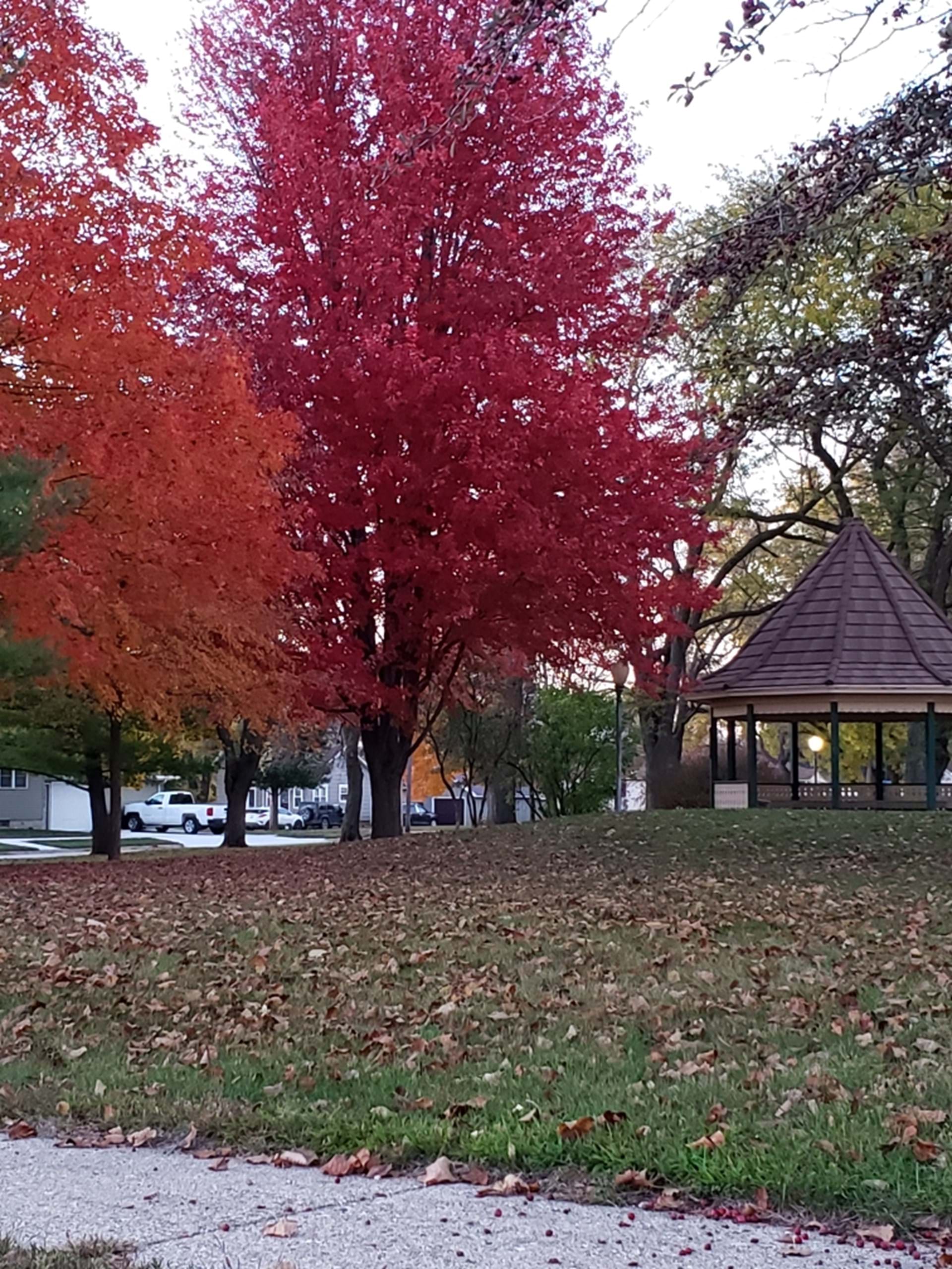 Fall color at City Park