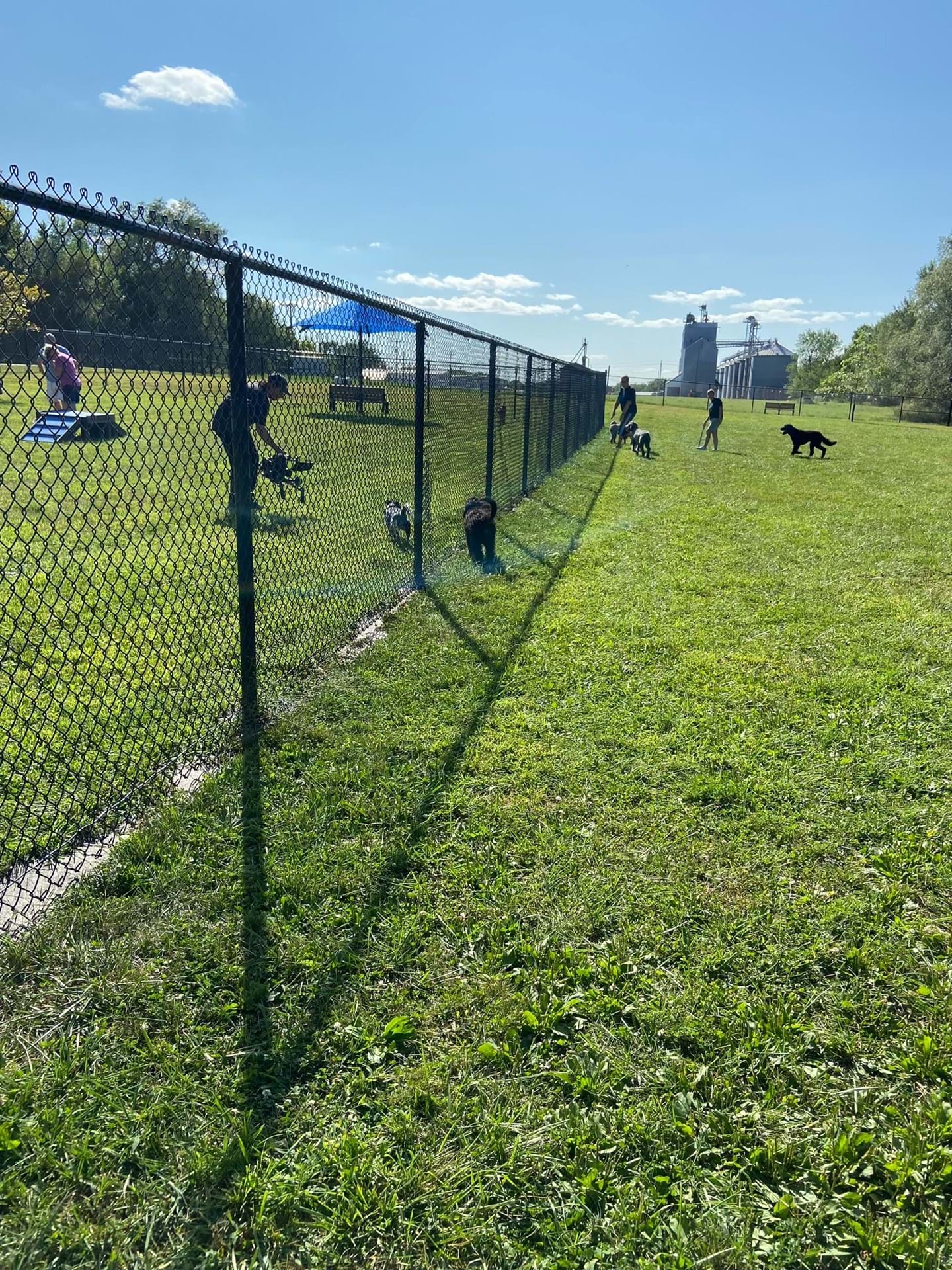 Dogs enjoying the Bark Park on a beautiful day