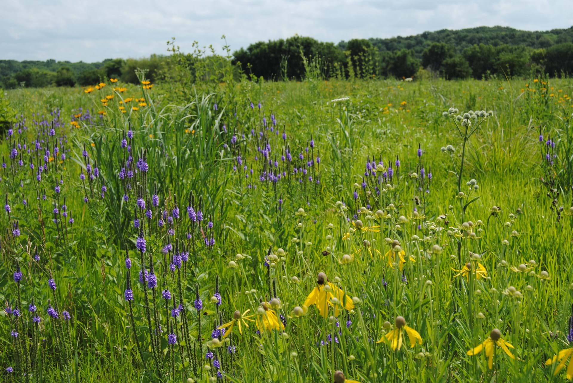 Wild Flowers