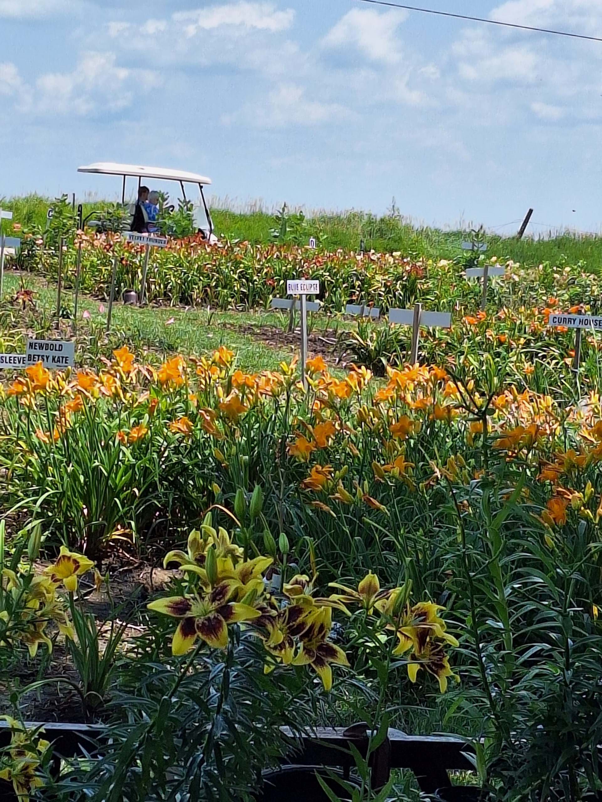 Golf Cart Tours