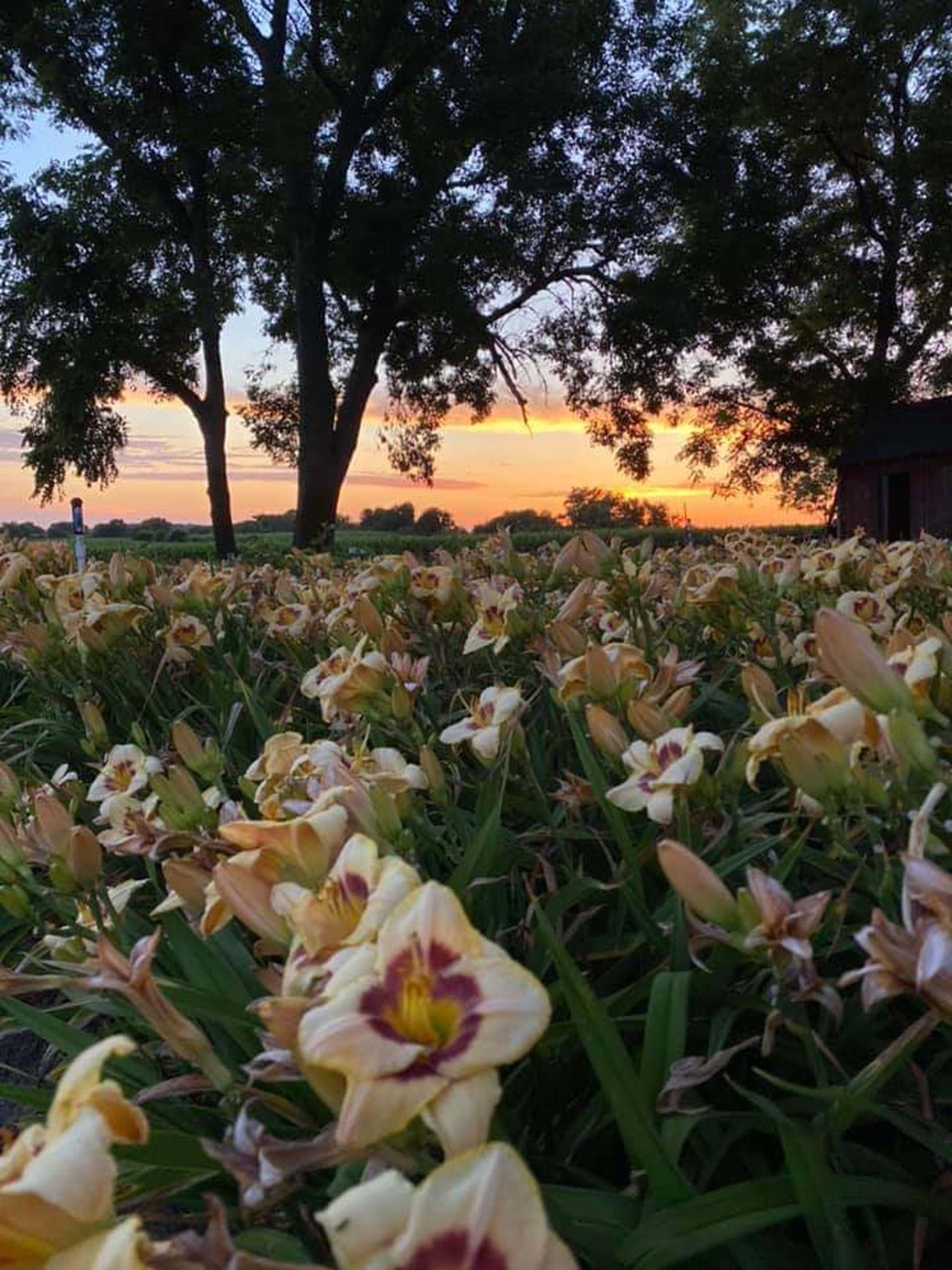 Evening Lilies by Vanessa