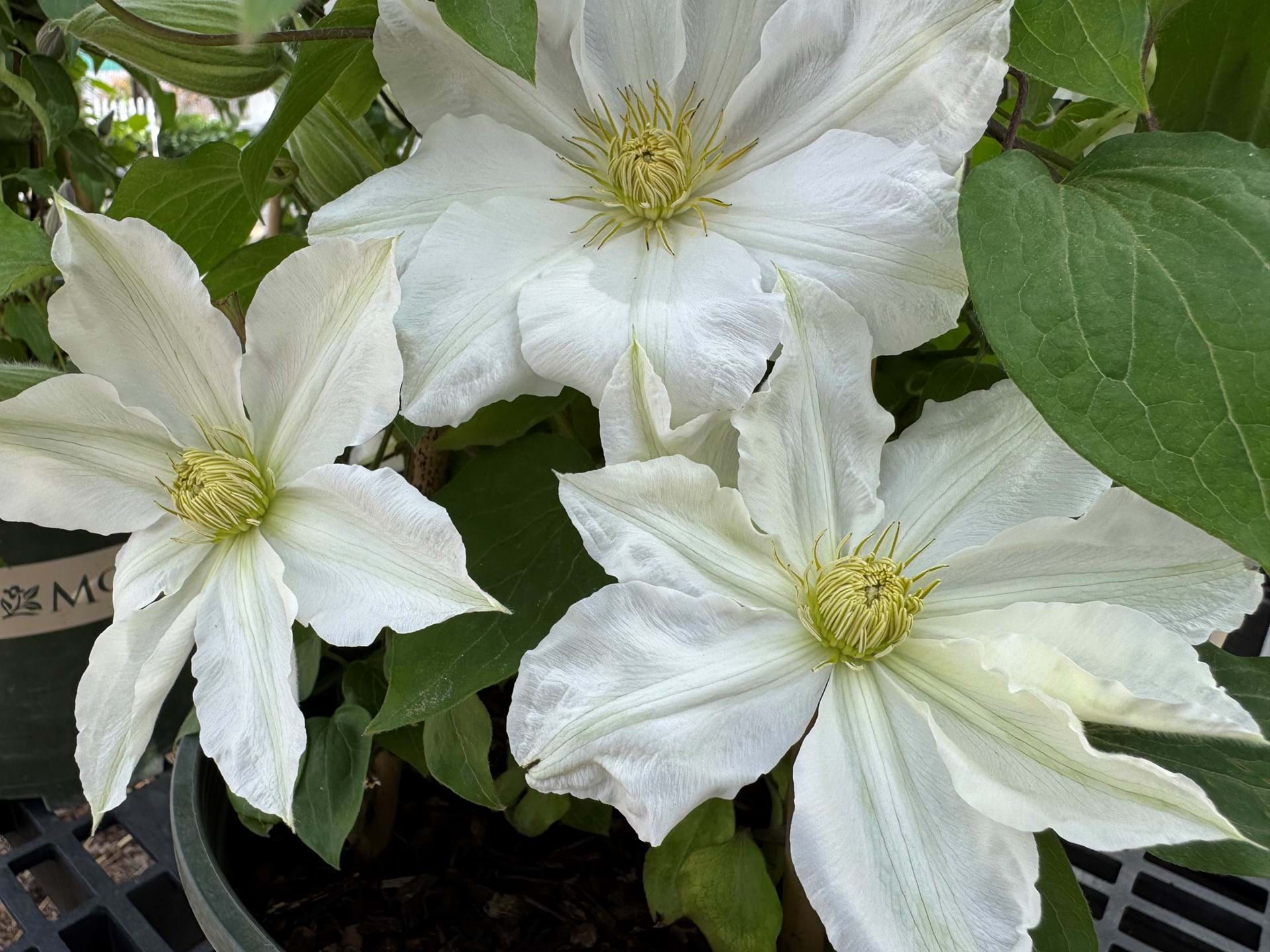 Exquisite specialty items for the collector's garden