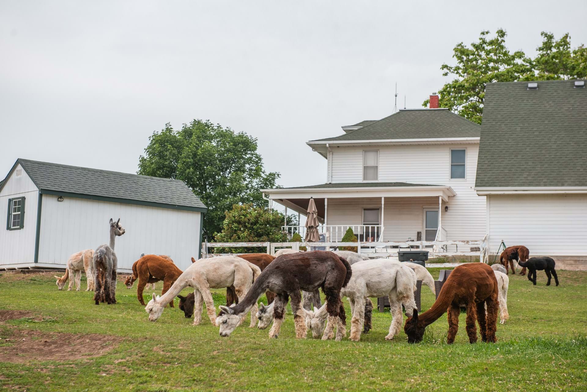 Rusty Stars Alpaca Farm in Winterset