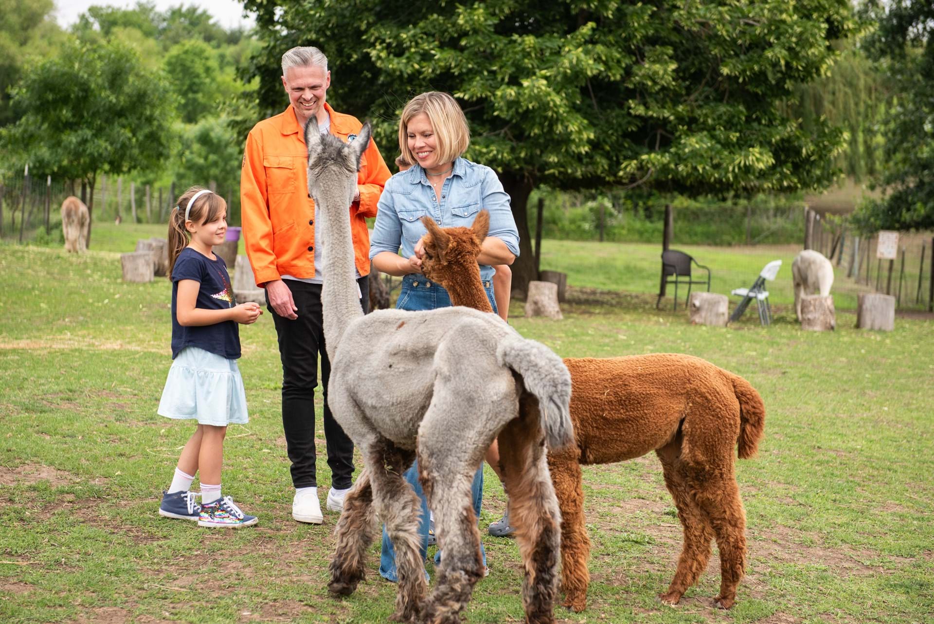 A family meets alpacas at Rusty Stars