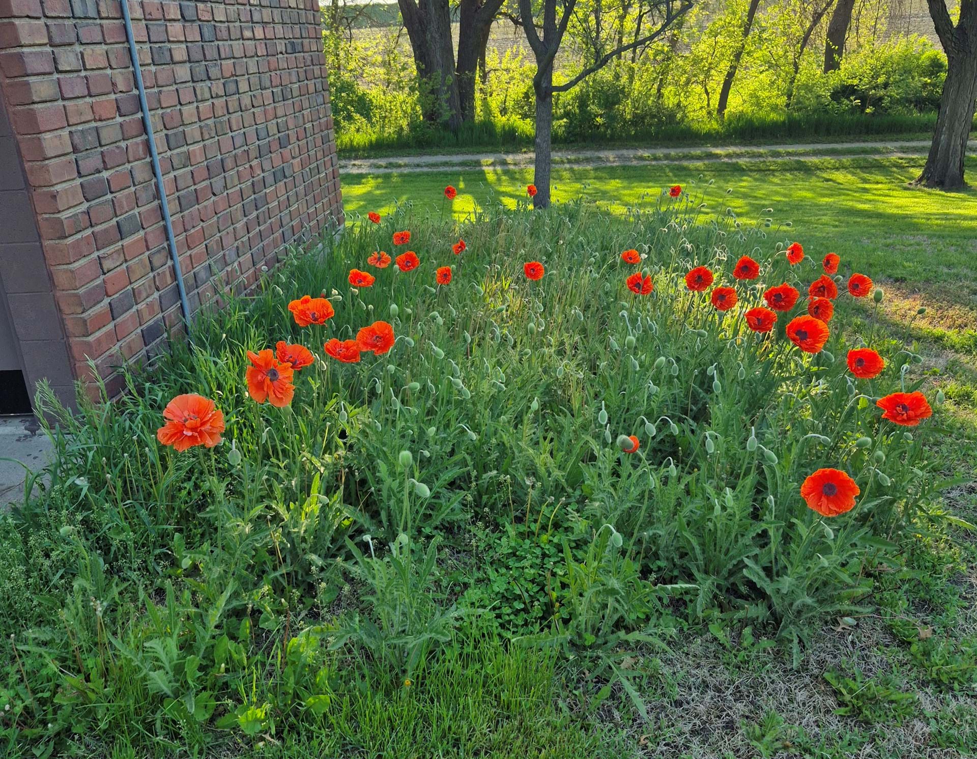 Poppies at Pioneer 