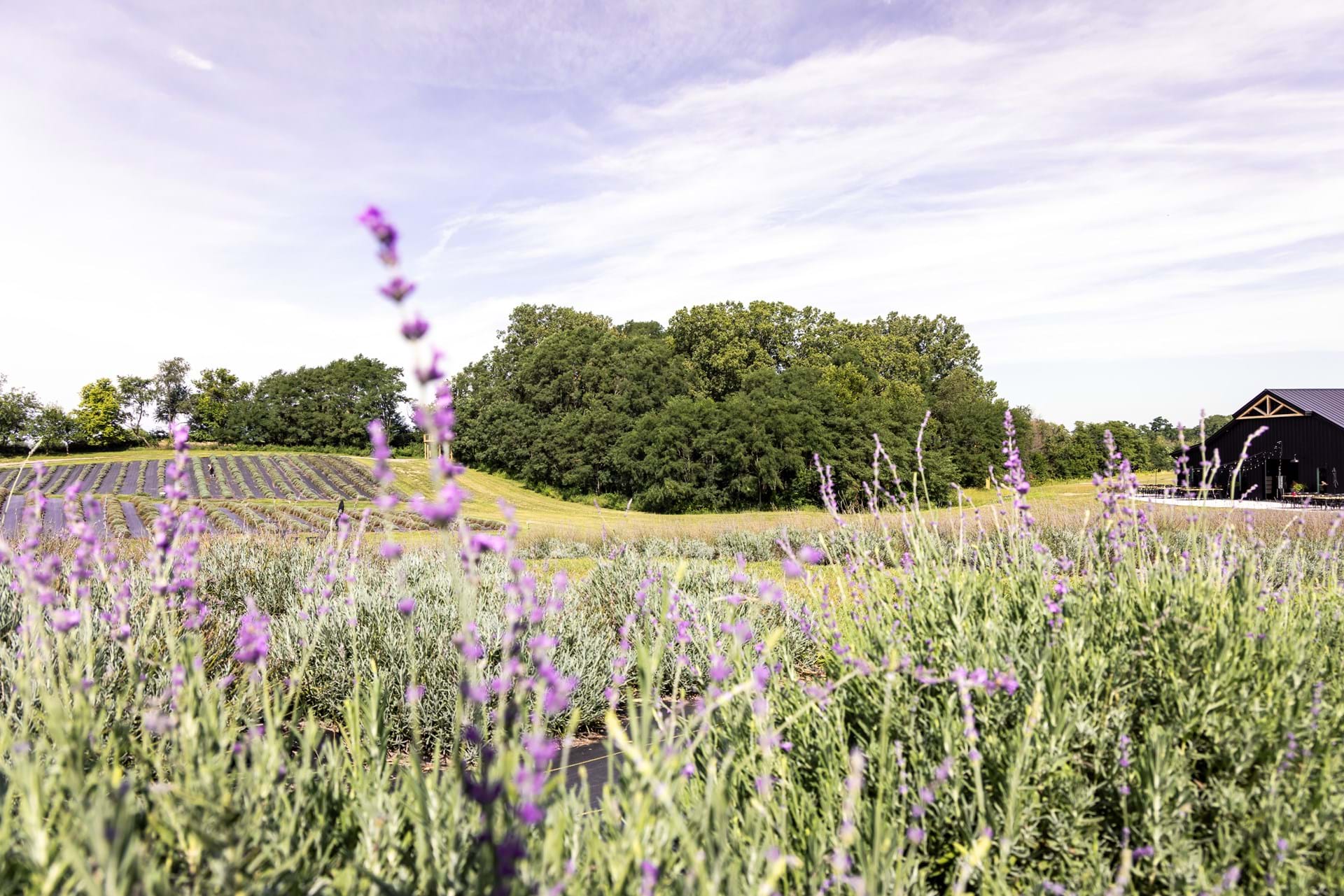 Calyx Creek Lavender Fields