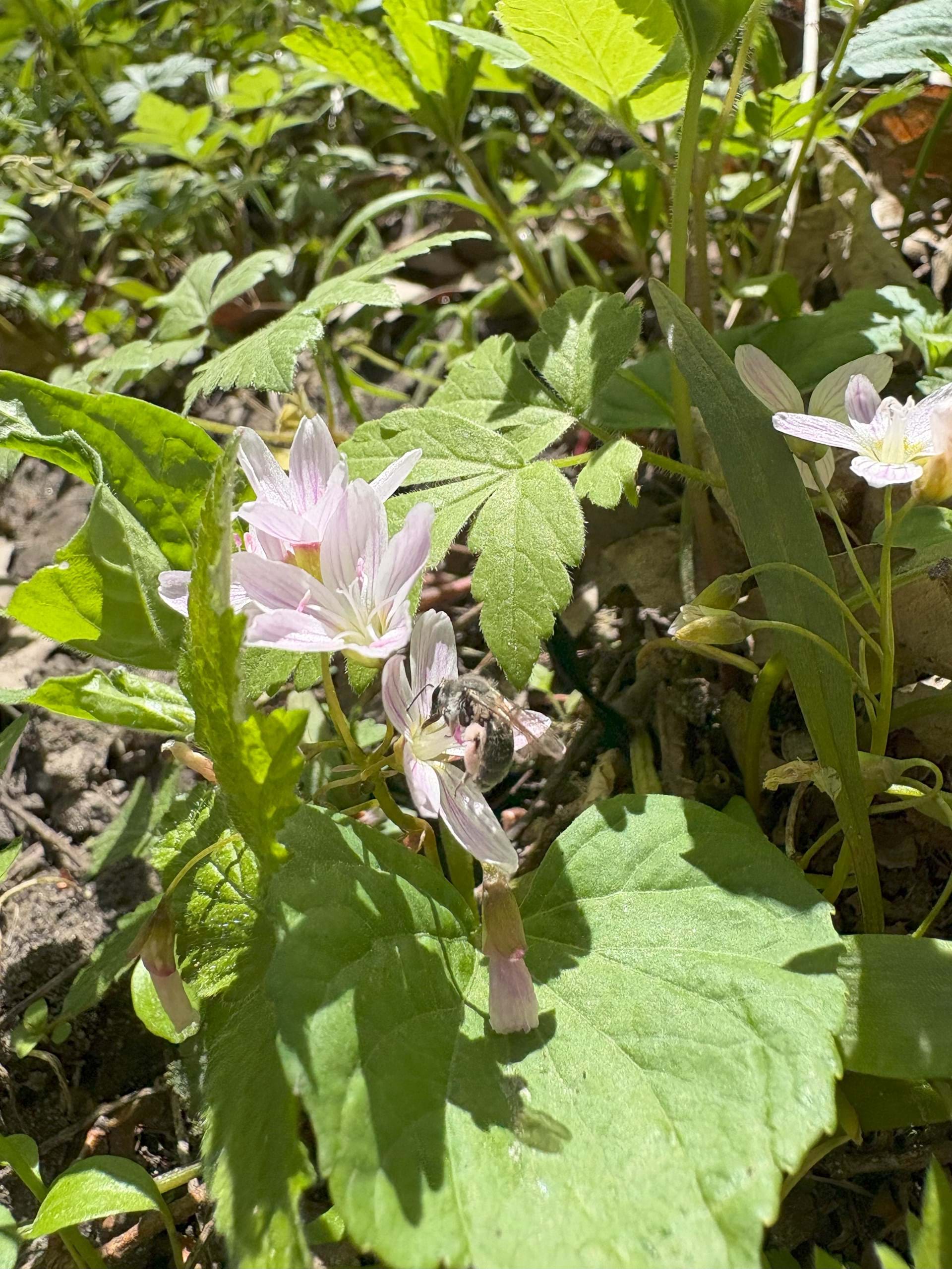 Native bee on a Virginia Springbeauty