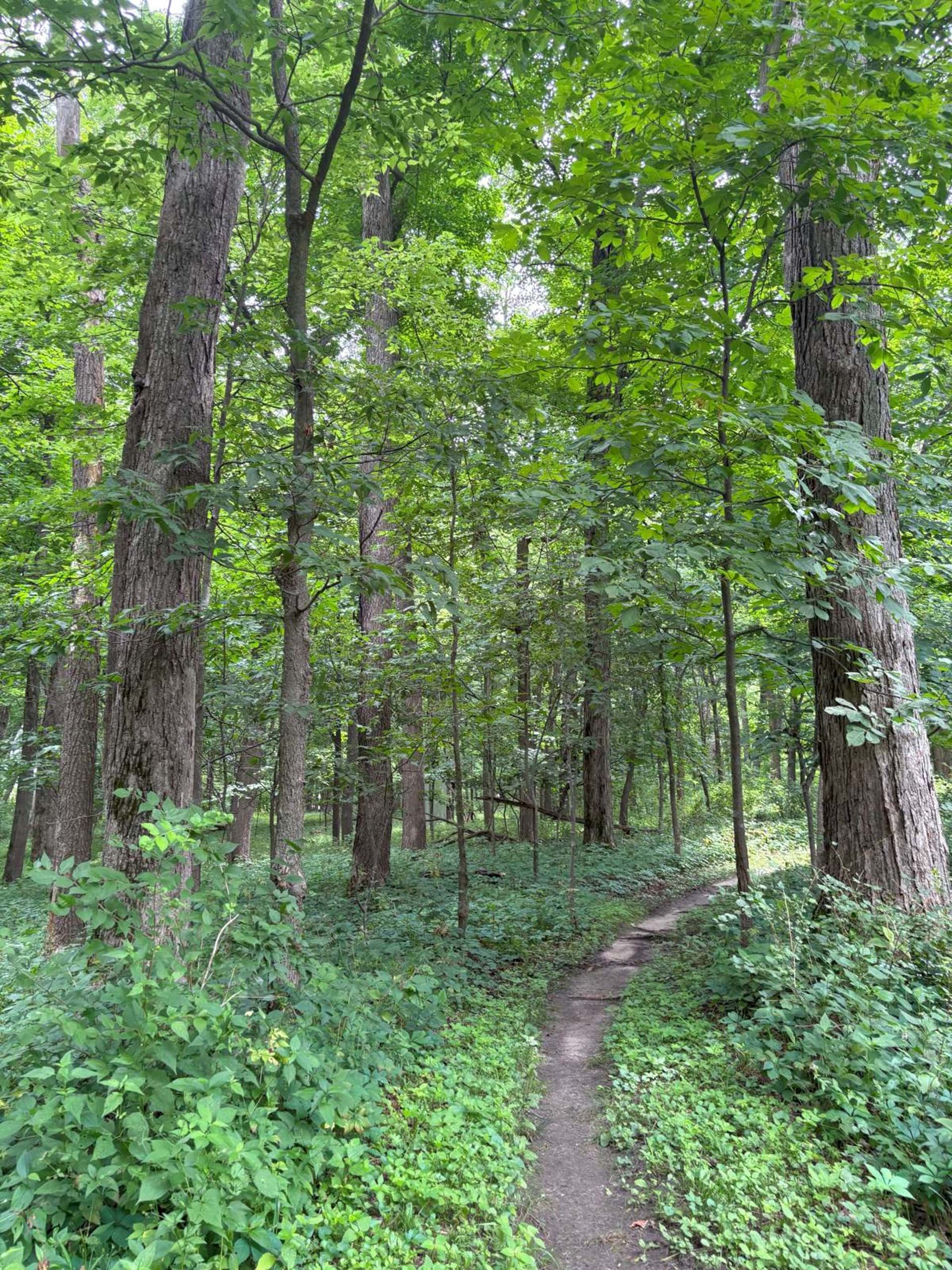 Mountain bike trail