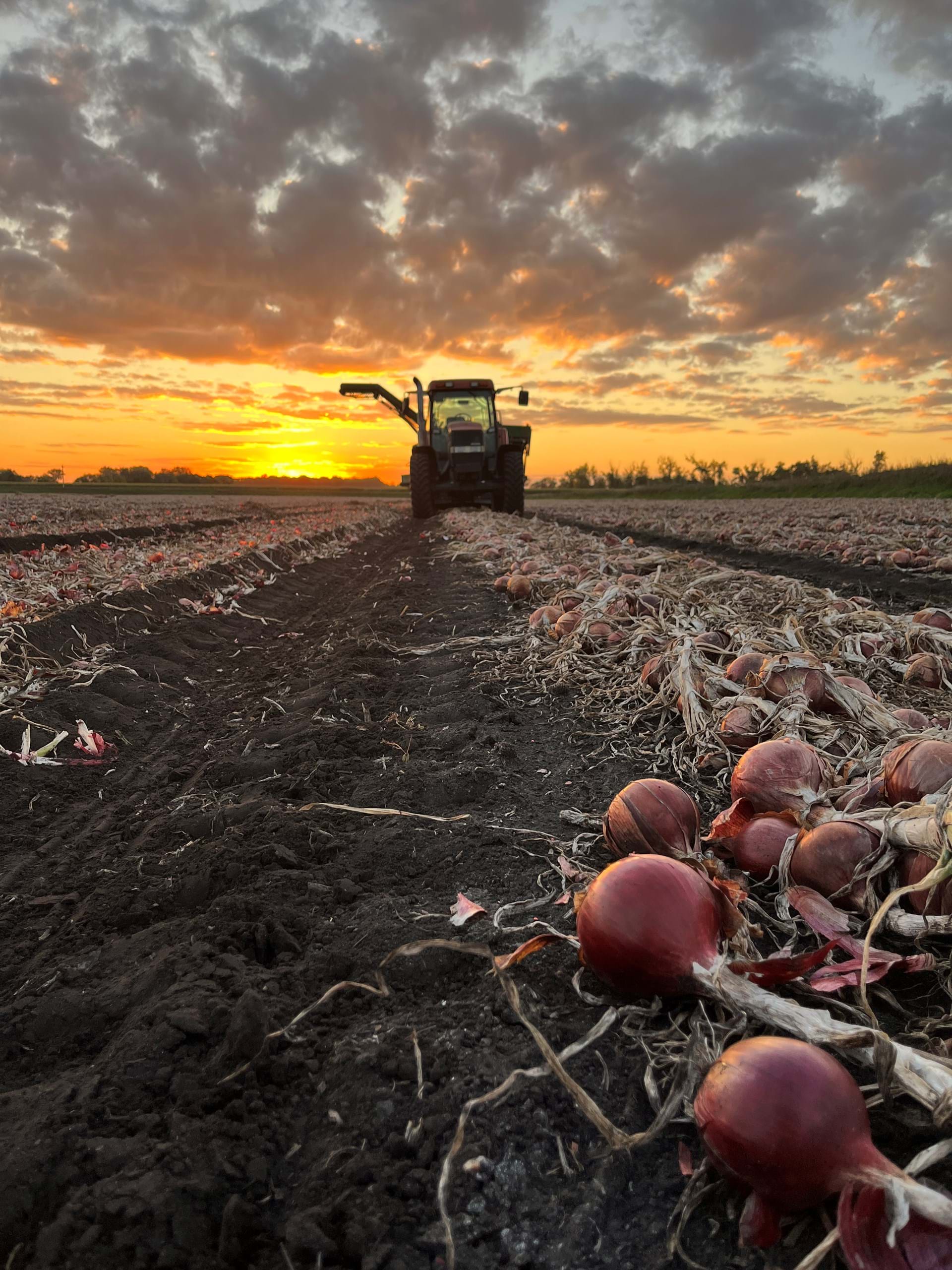 Sunset During our Iowa Onion Harvest
