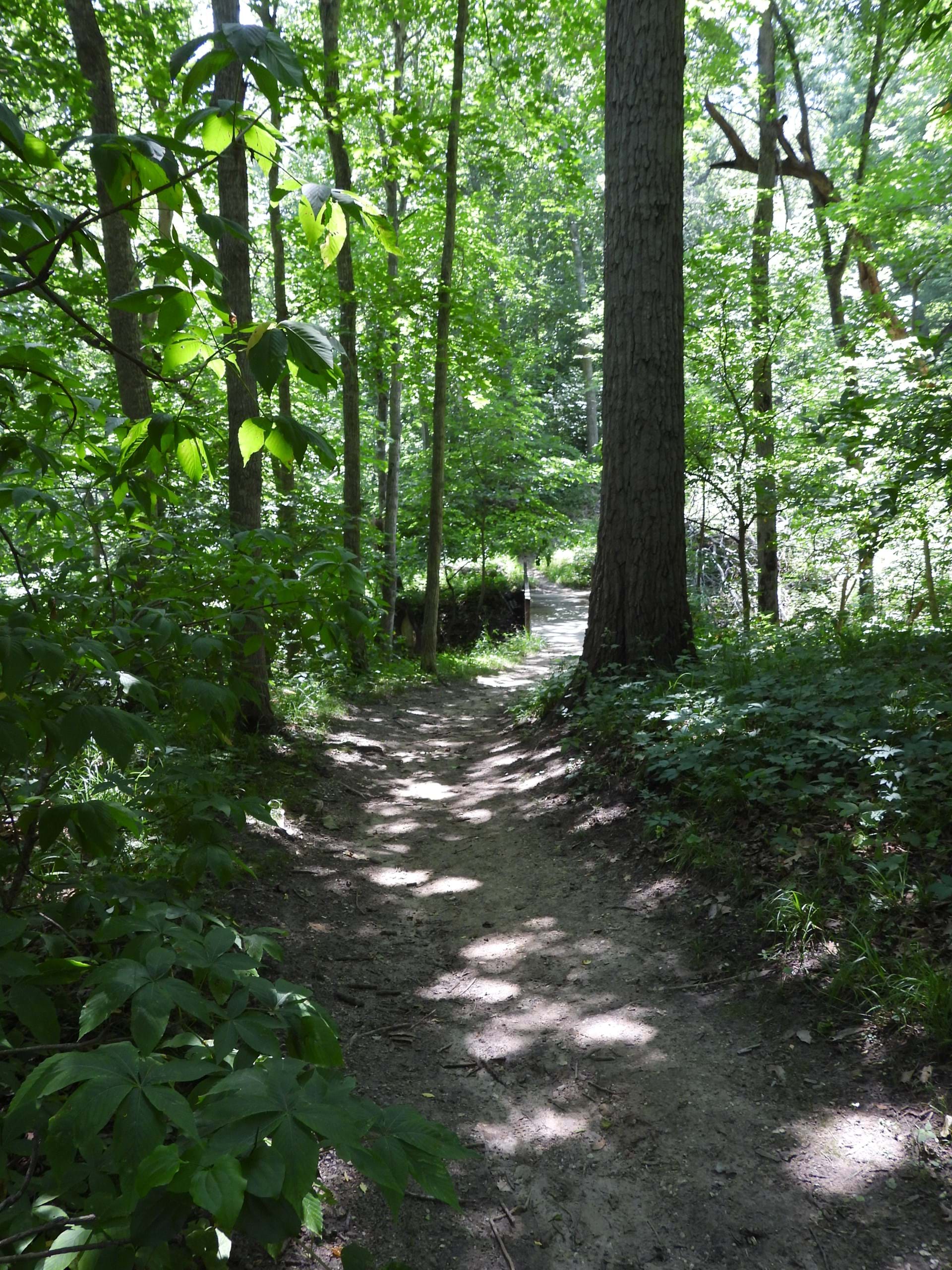 Wooded hiking trail at Goeldner Woods