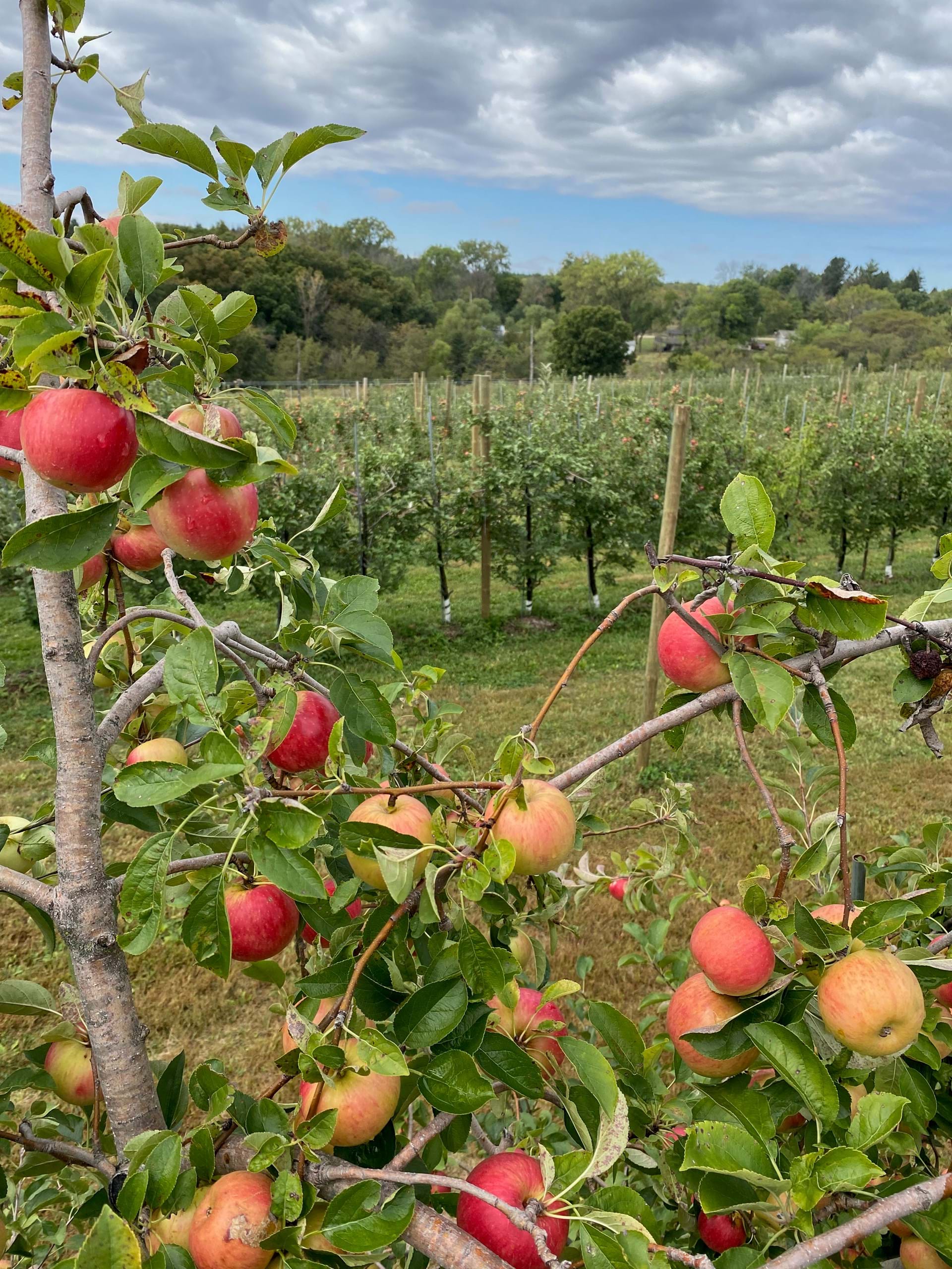 Autumn Beauty at Wills Family Orchard