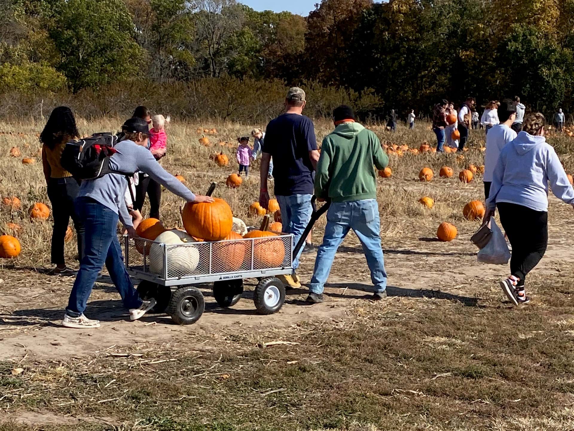 Pumpkin Patch Harvest