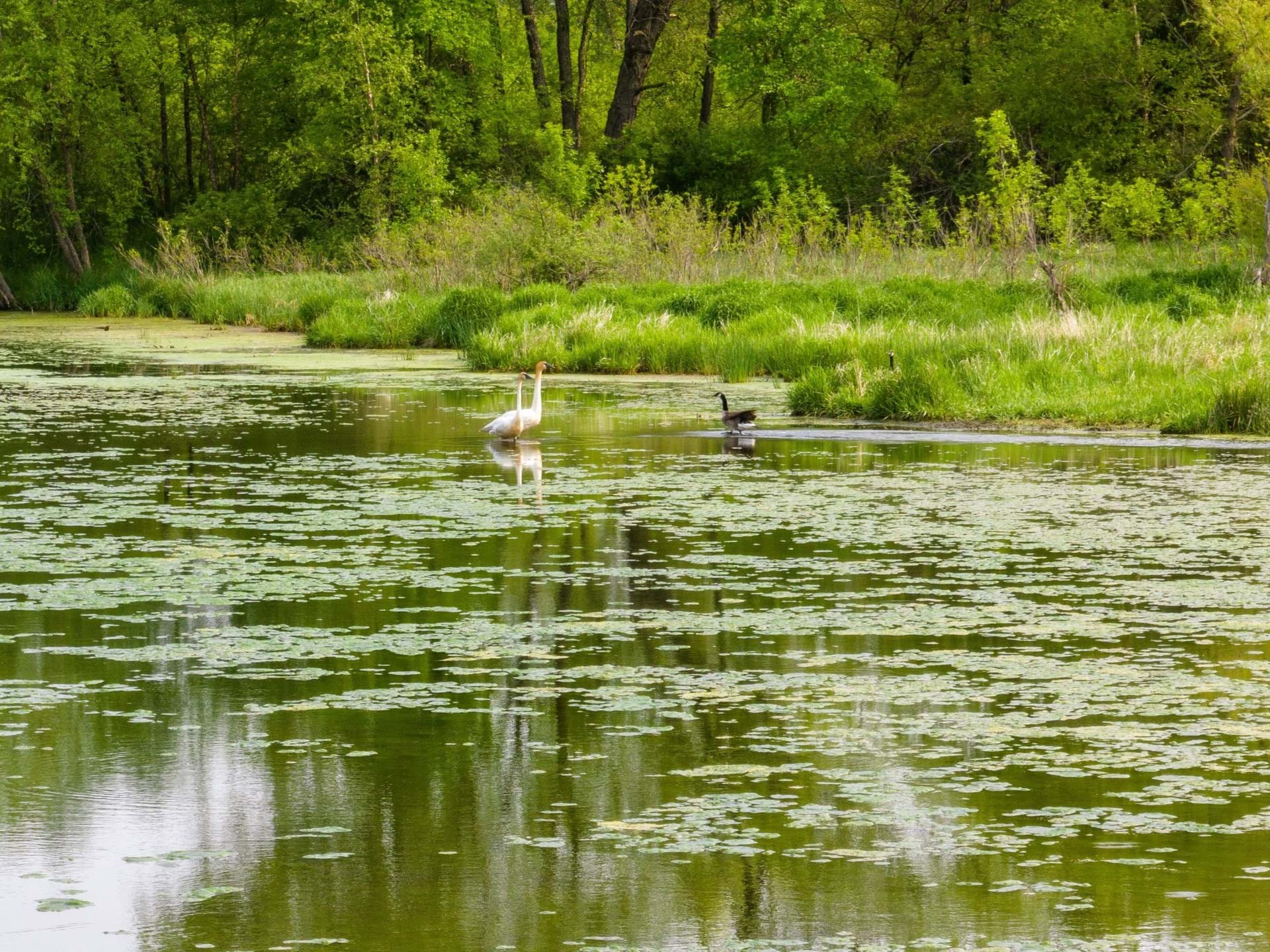 wetlands at Matsell Bridge Natural Area