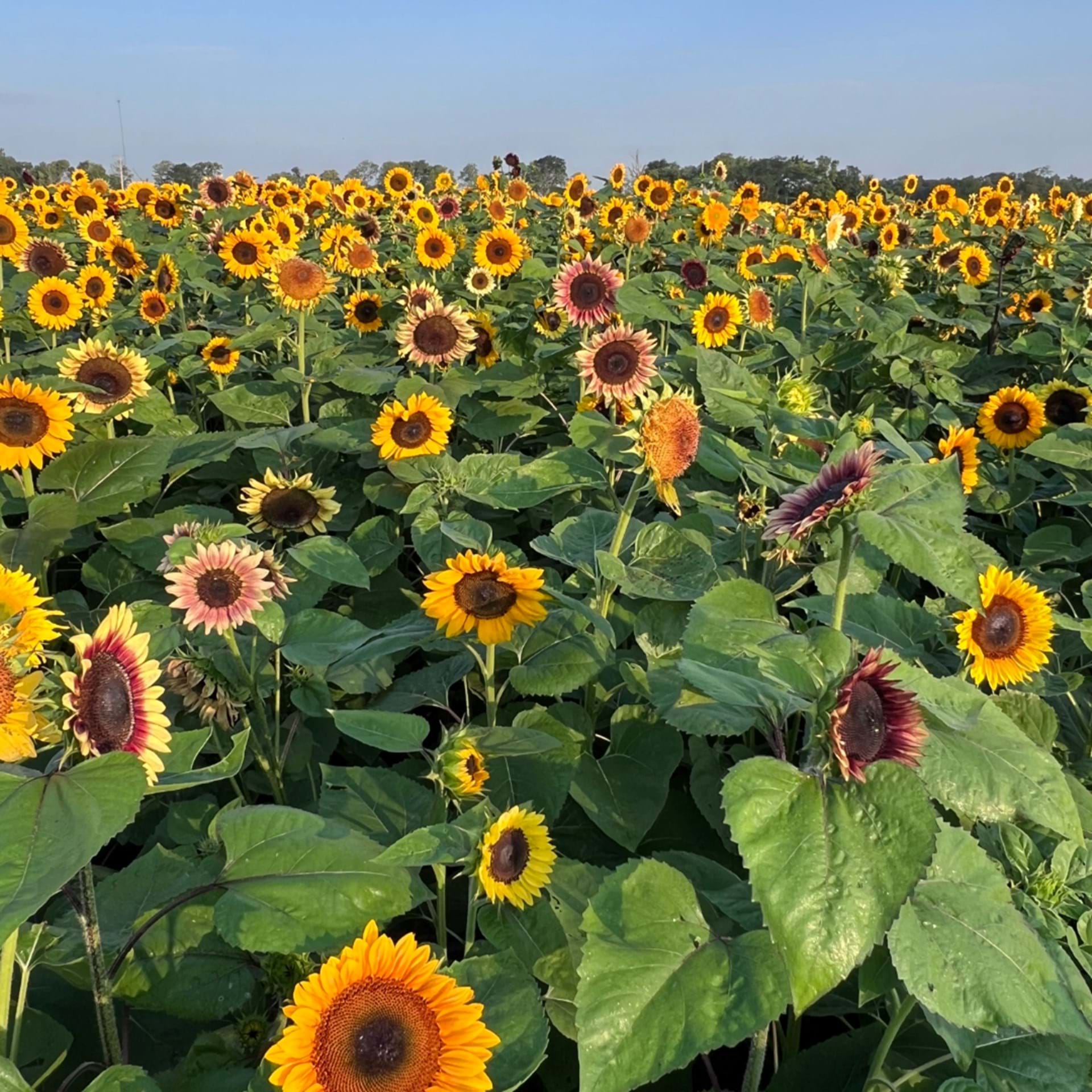 Sunflower fields