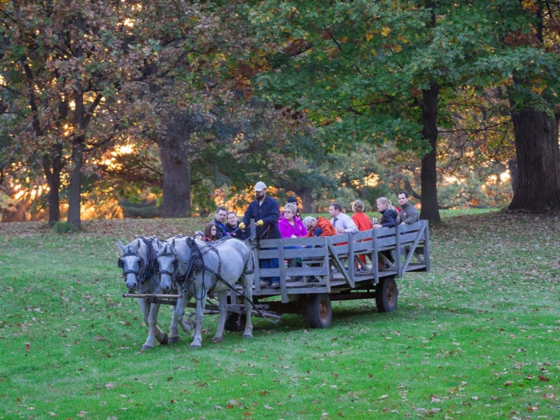 Wagon ride with Percheron draft horses