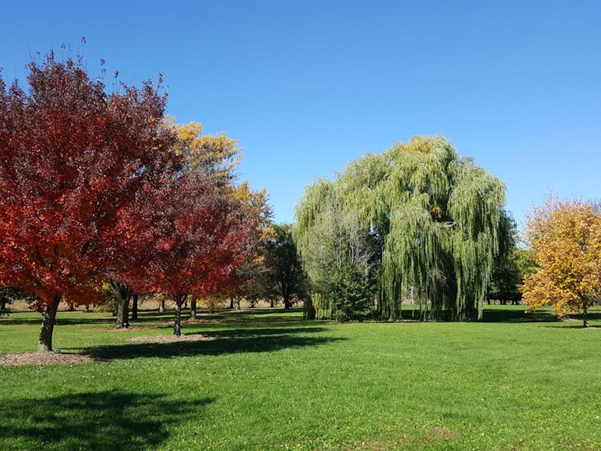 Fall Colors 