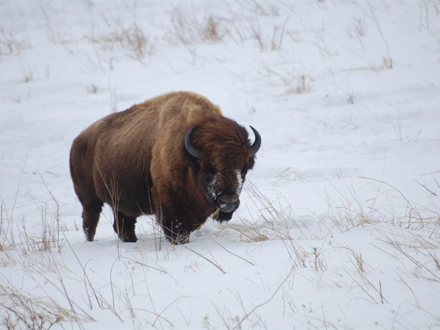 Neal Smith National Wildlife Refuge | Prairie City, Iowa | Travel Iowa