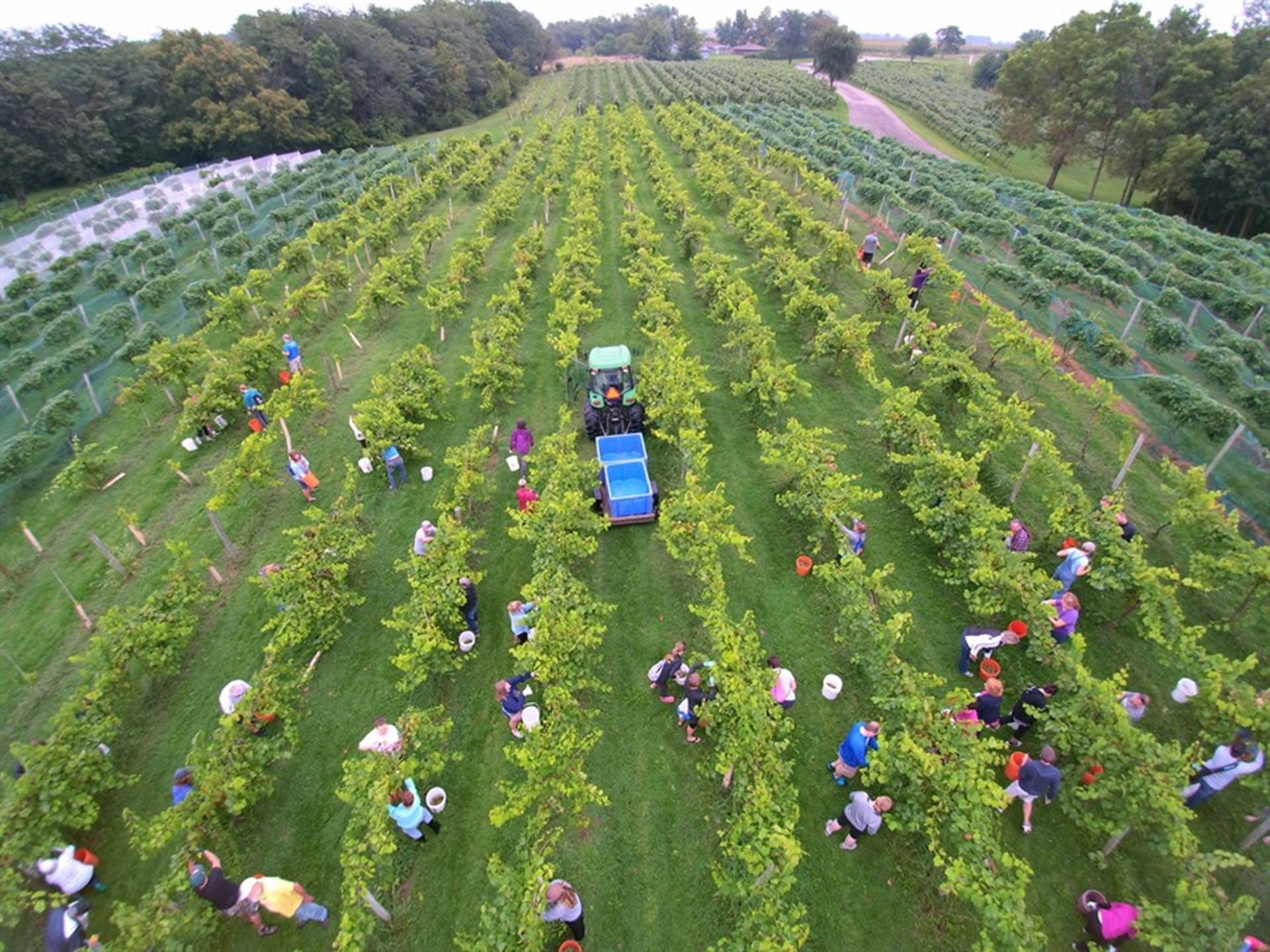 Harvester enjoy a morning of picking and grape stomping!