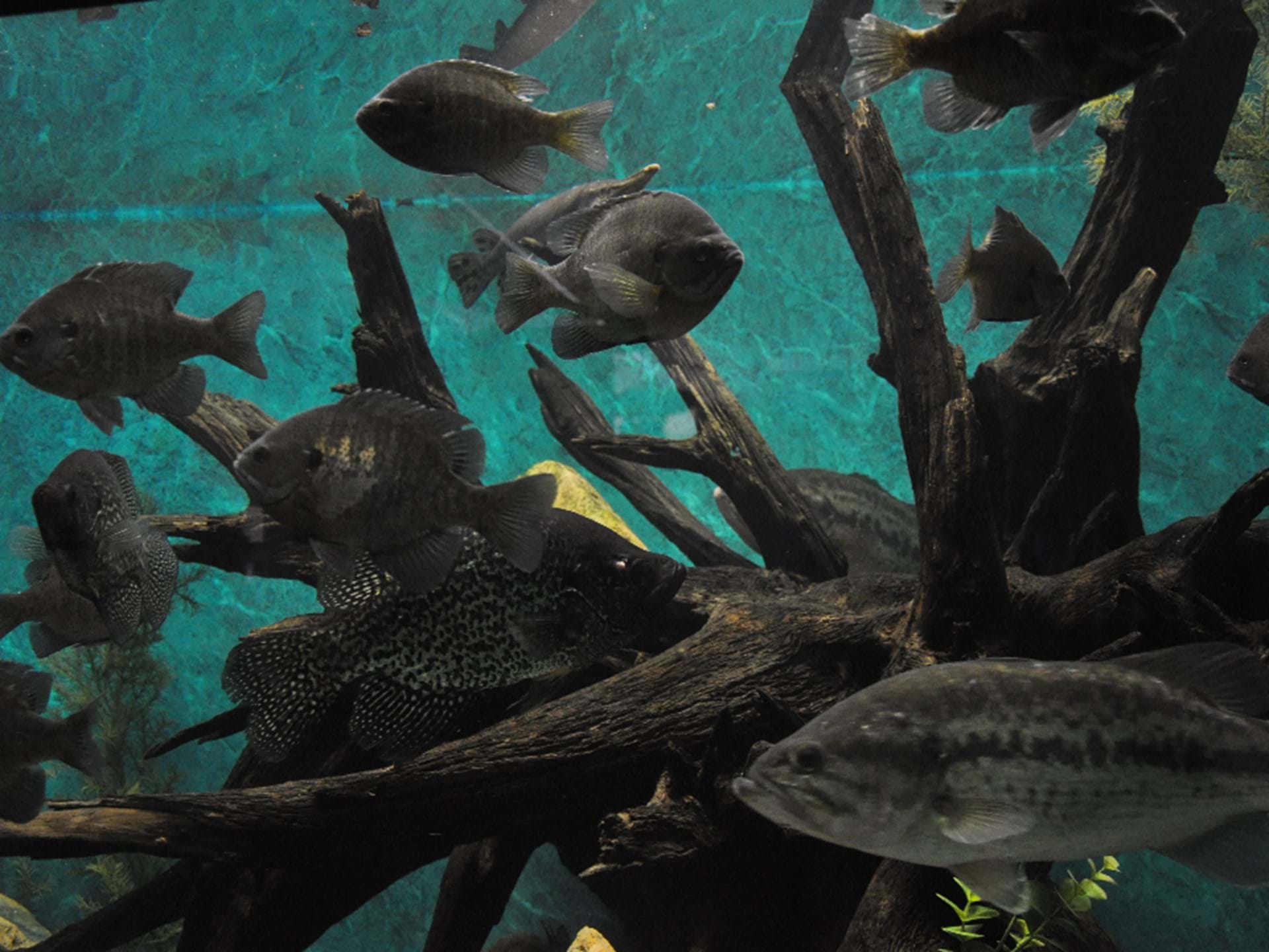 Department of Natural Resources Aquarium and Hatchery Guttenberg