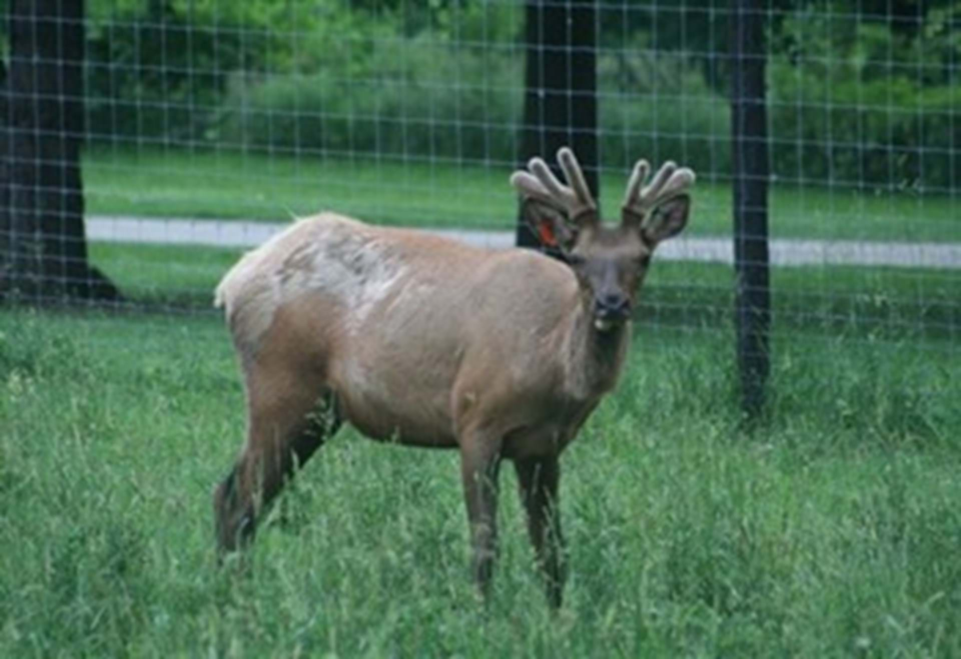 Elk and Bison Herds