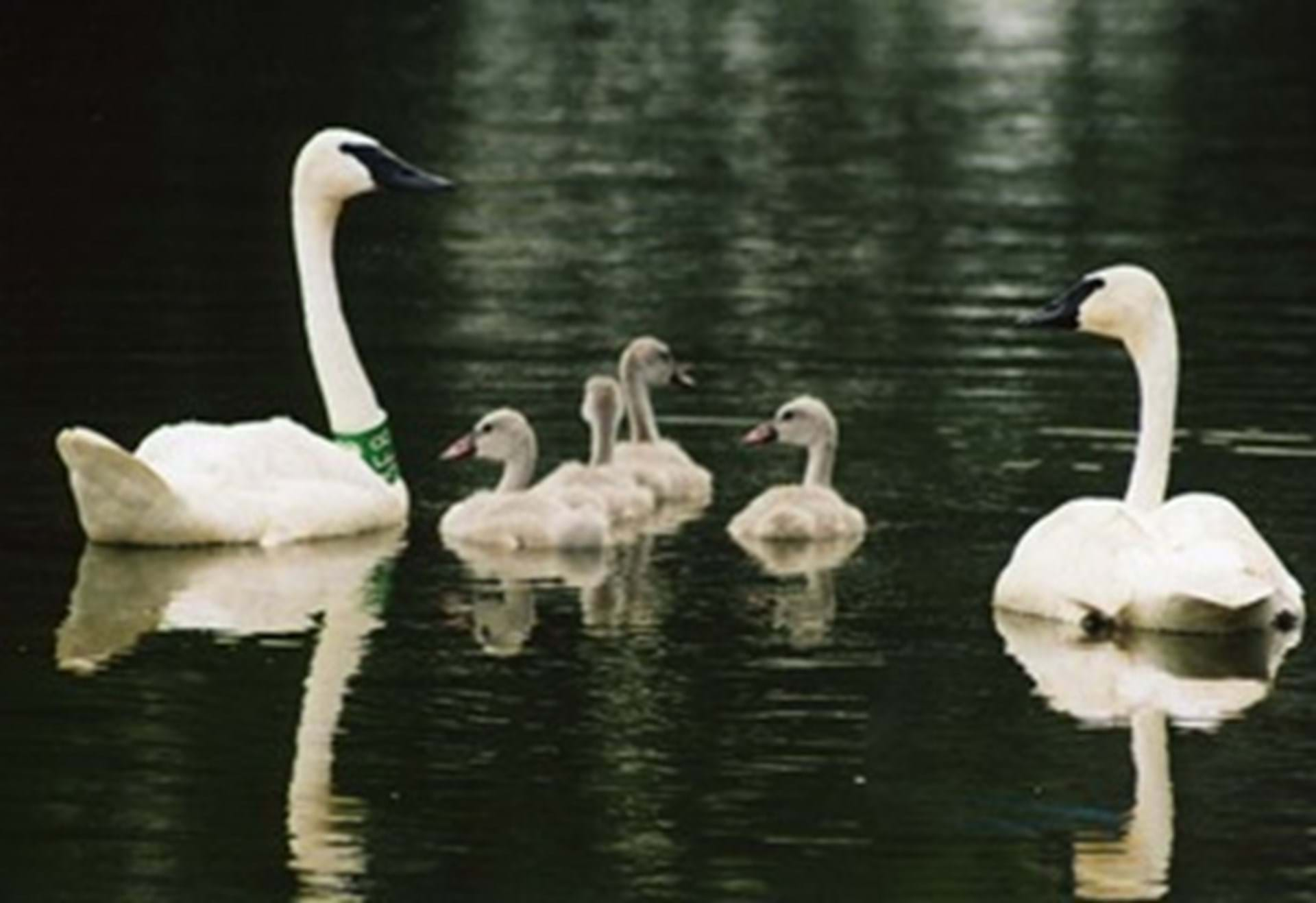 Trumpeter Swans