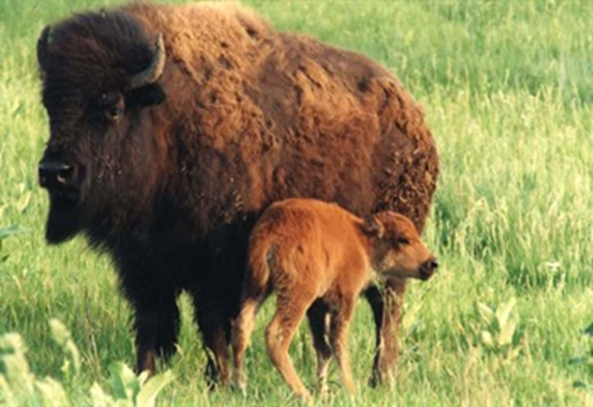Bison Exhibit
