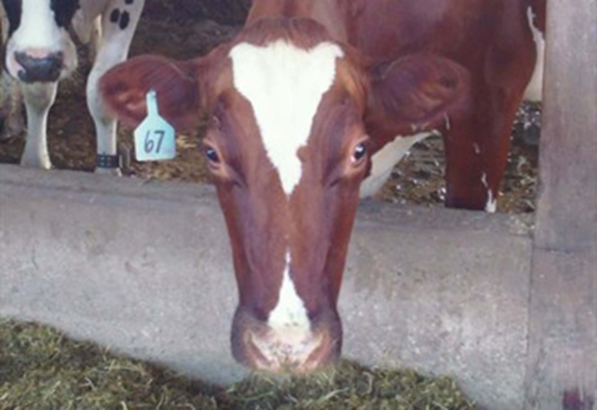 Apple the Cow Saying Hello