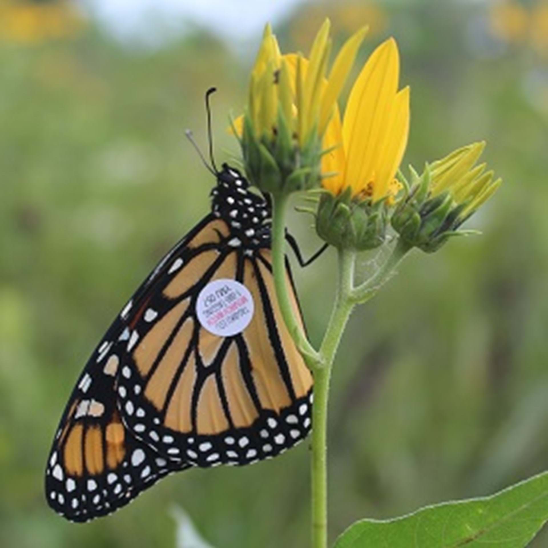 Monarchs enjoy the Eden Park Prairie