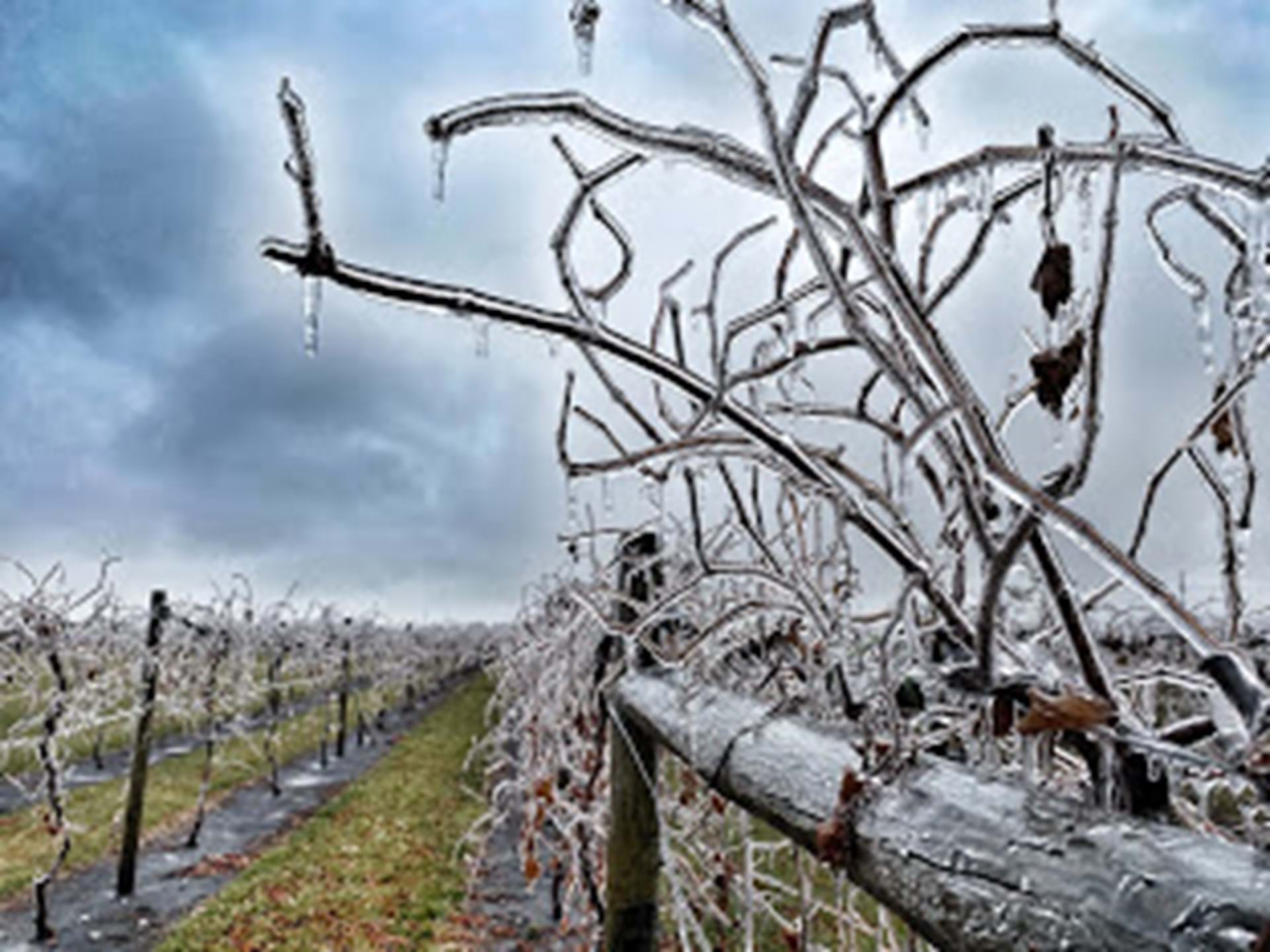 Hoar Frost in the Vineyard