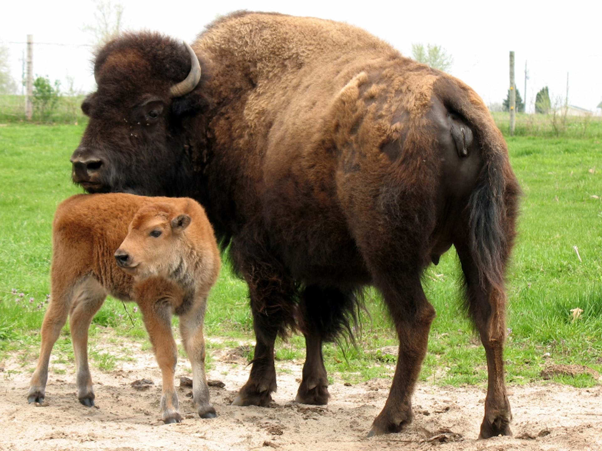 Bison and calf in Fontana Wildlife Display