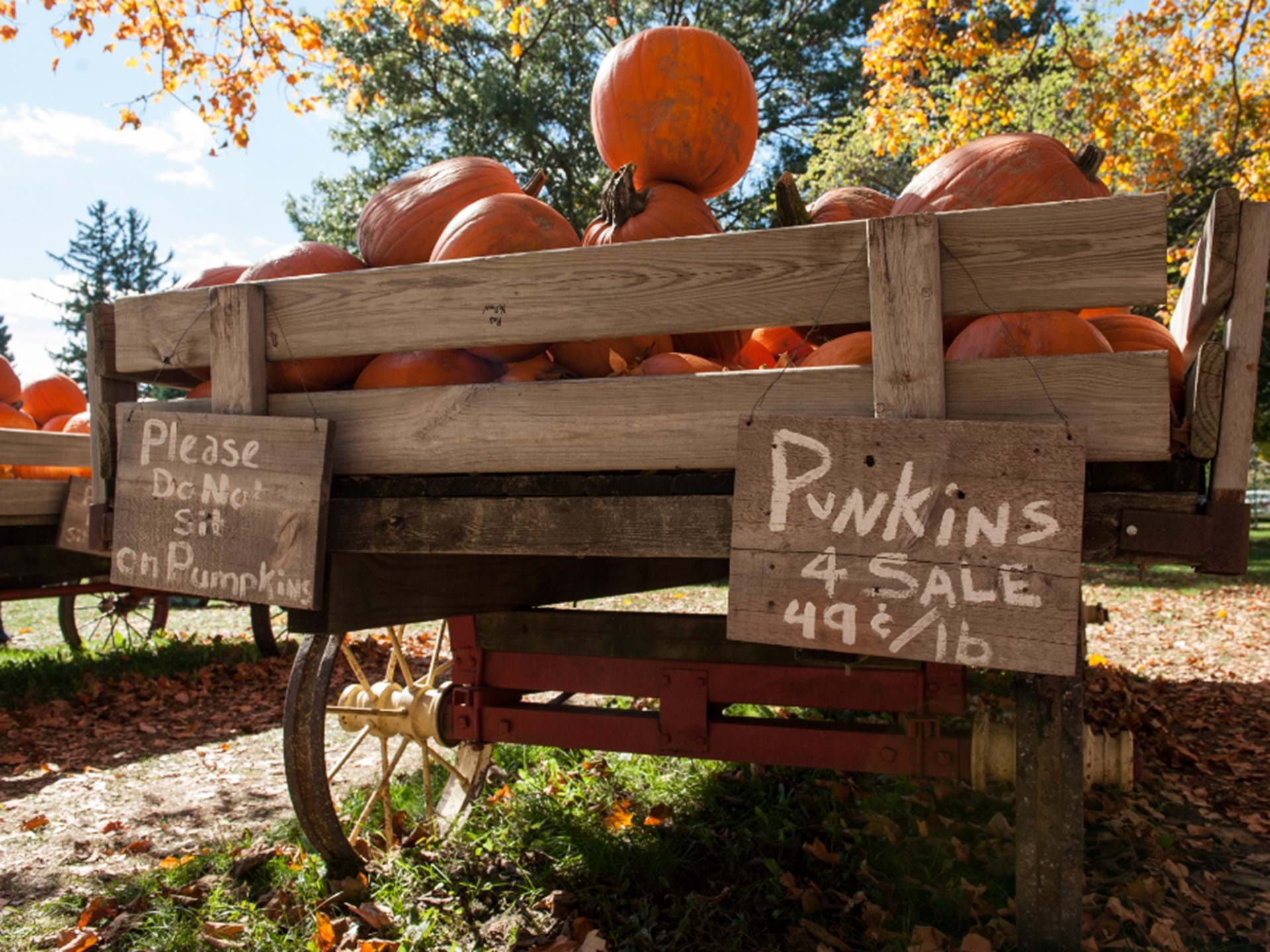 Howells Pumpkin Patch