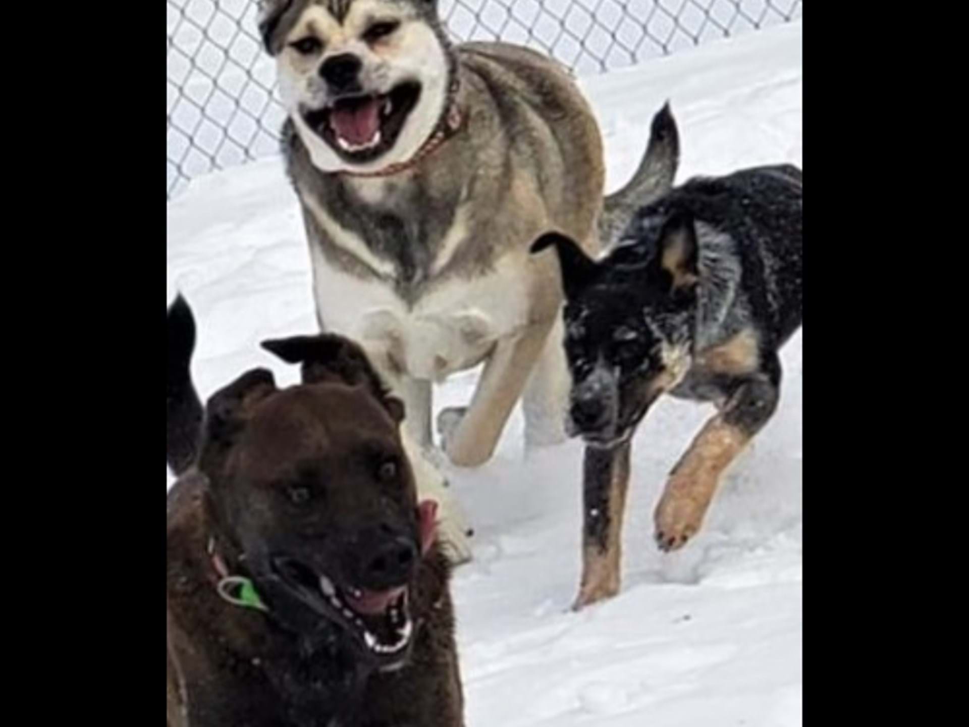 Winter time fun! Come romp in the snow! Open year round!