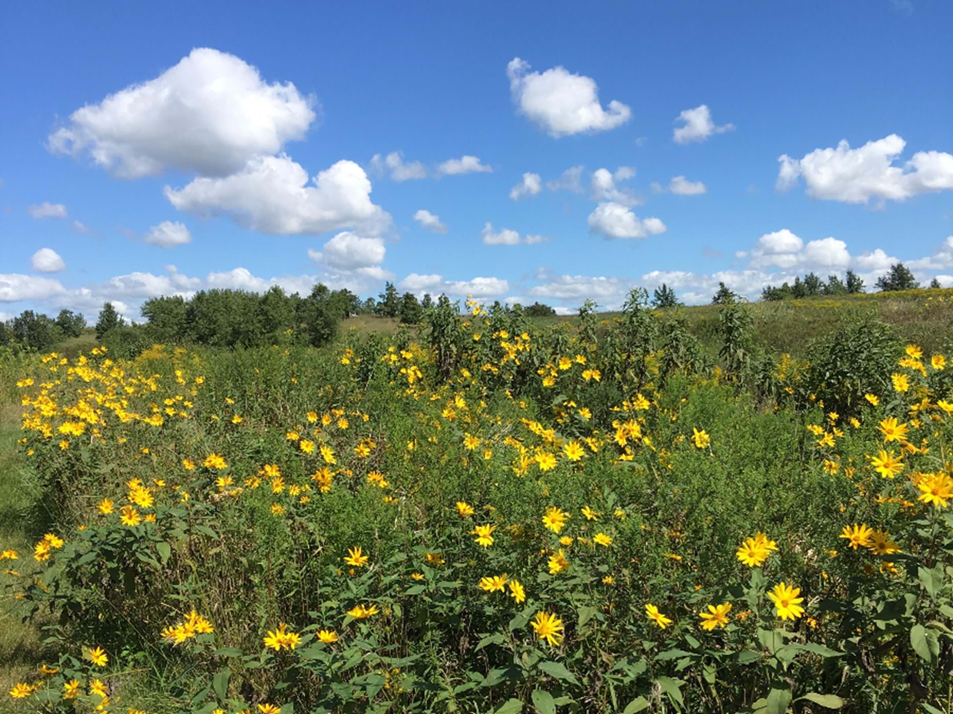 Yellow Flowers & Blue Sky by Burdick