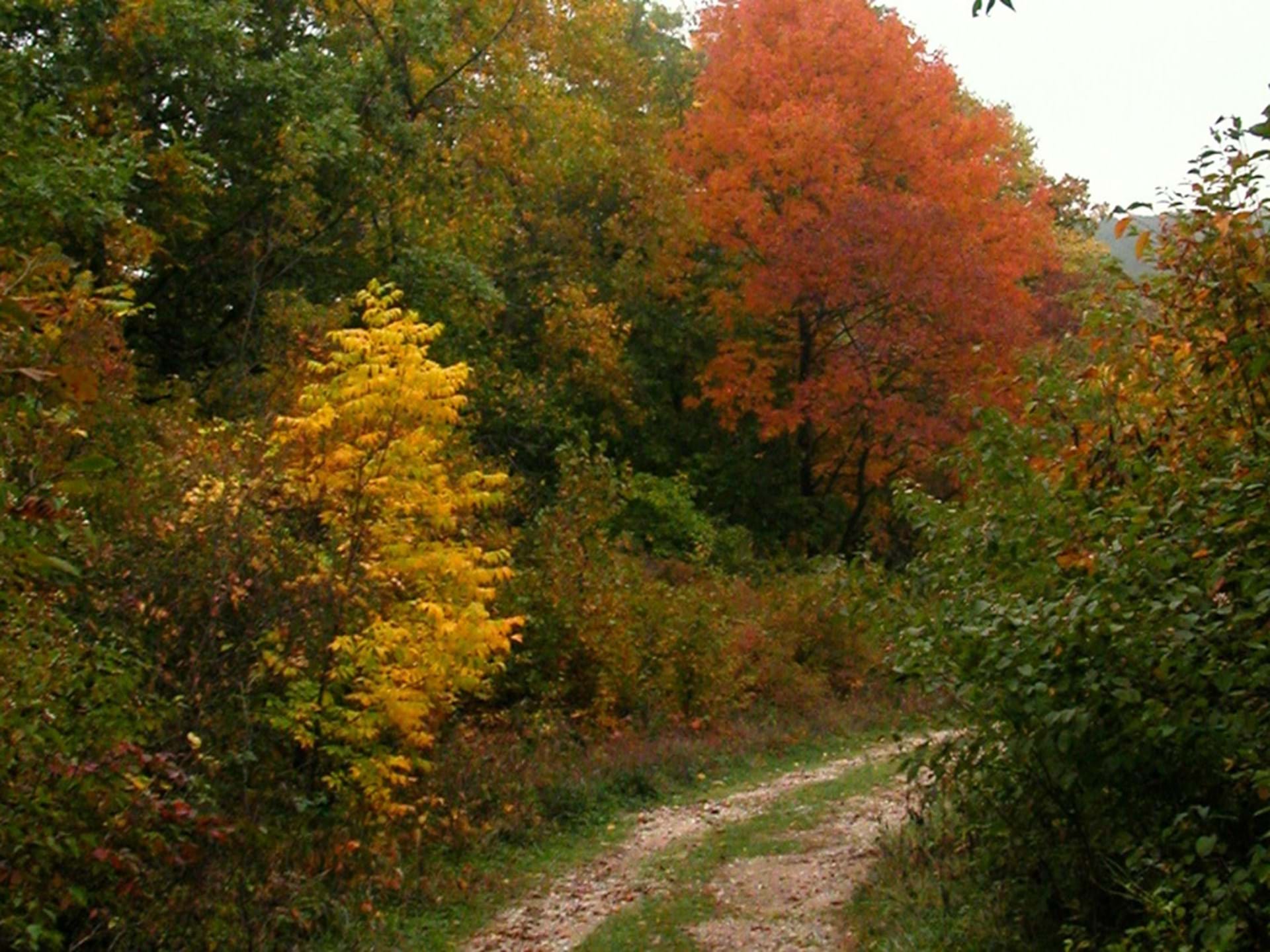Kuehn Conservation Area fall